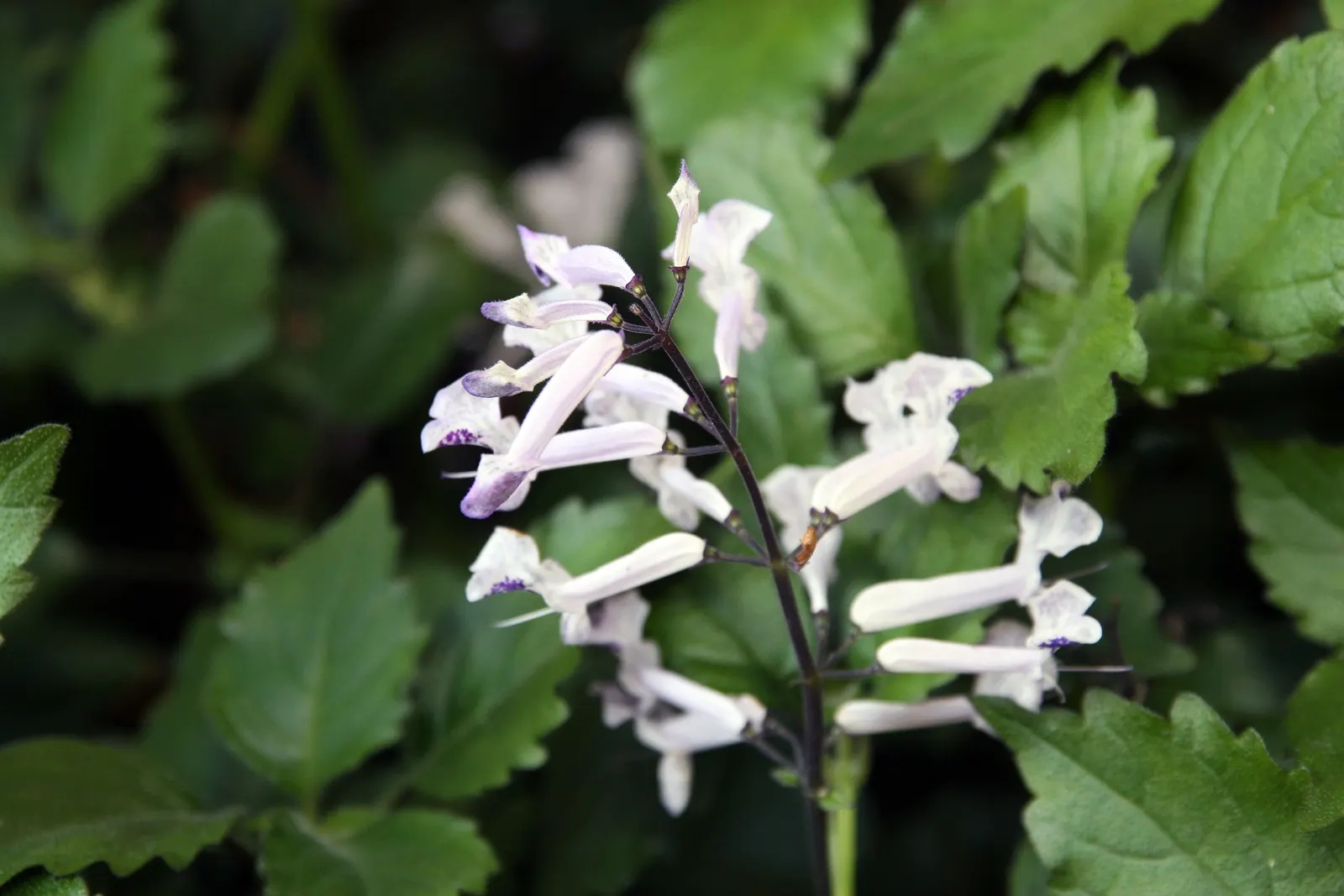 Spur Flower (Plectranthus ciliatus) — adding a sensory layer to the garden experience.<br><br>From late summer to early fall; the flowers stand out against the