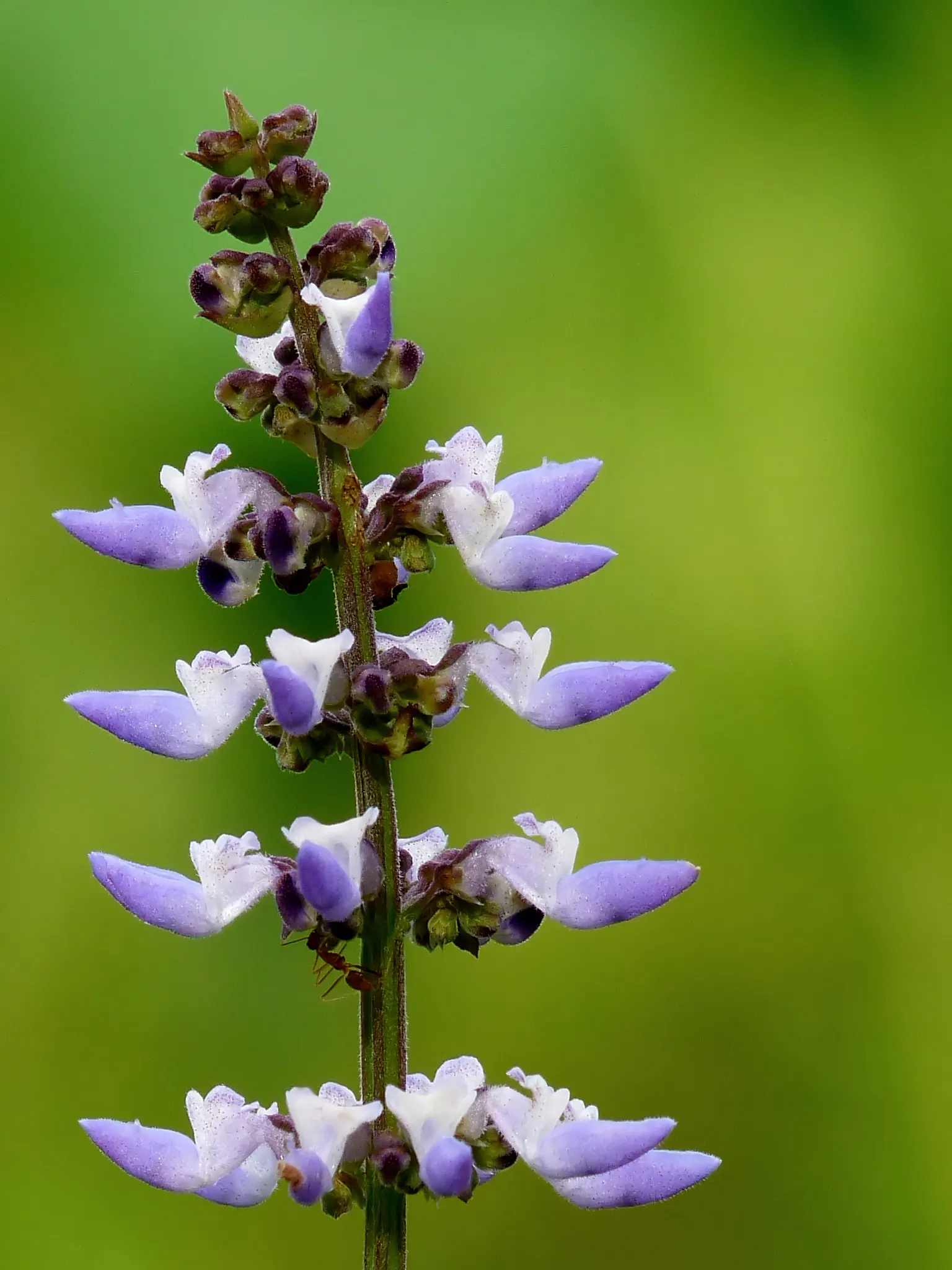 Spur Flower (Plectranthus ciliatus) — enchanting flora enthusiasts while requiring minimal upkeep - an ideal choice for any client's garden; white flowers in