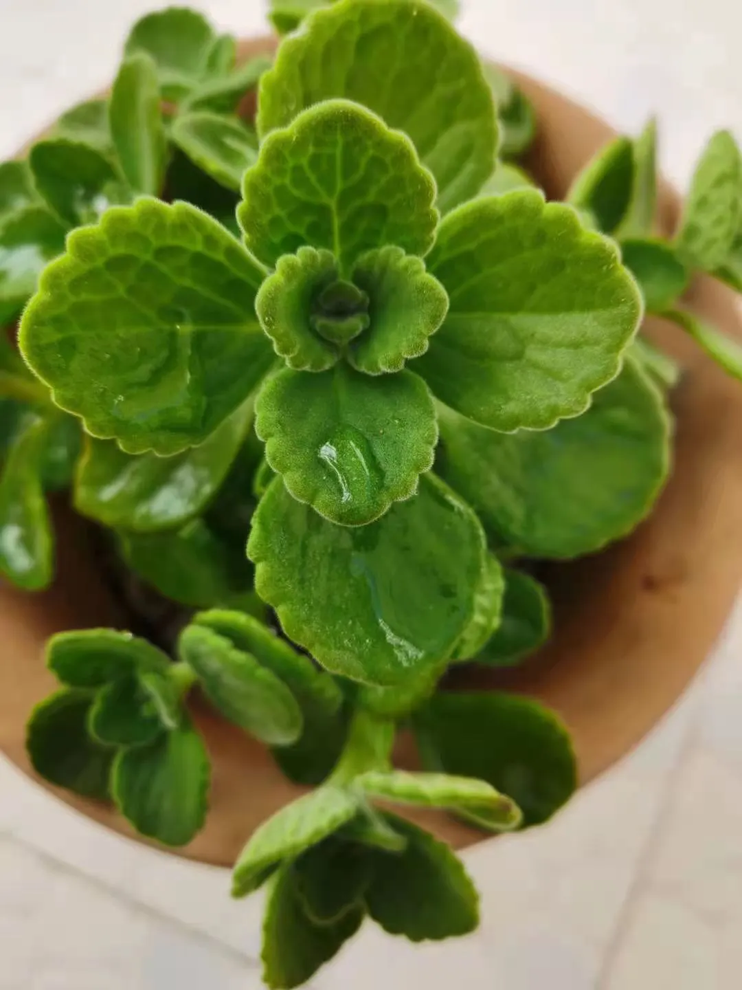 Spur Flower (Plectranthus ciliatus) — They exhibit a striking variegation