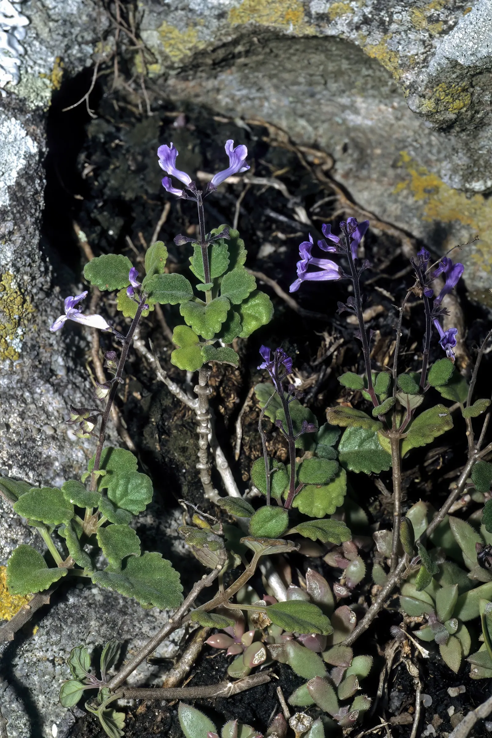 Spur Flower (Plectranthus ciliatus) — A partially shaded position is optimal, but it can tolerate full sun in cooler climates; is a versatile and, image 61