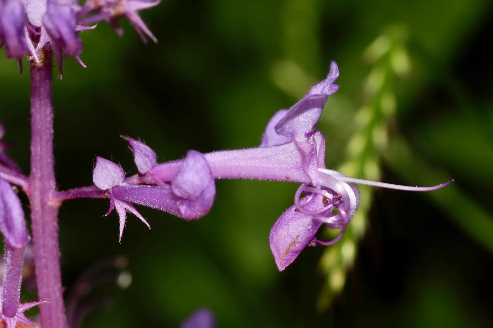 Spur Flower (Plectranthus ciliatus) — Being drought tolerant once established; the Spur Flower produces inflorescences of tubular