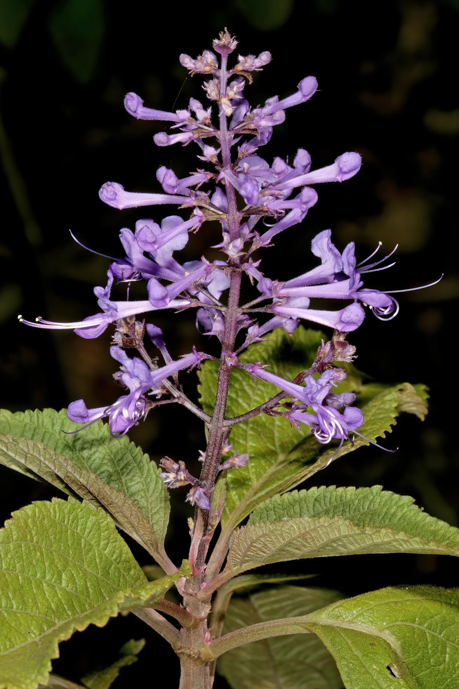 Spur Flower (Plectranthus ciliatus) — Thrives in partial shade and well-draining soil; ideal for borders or as underplanting in a temperate garden, image 70