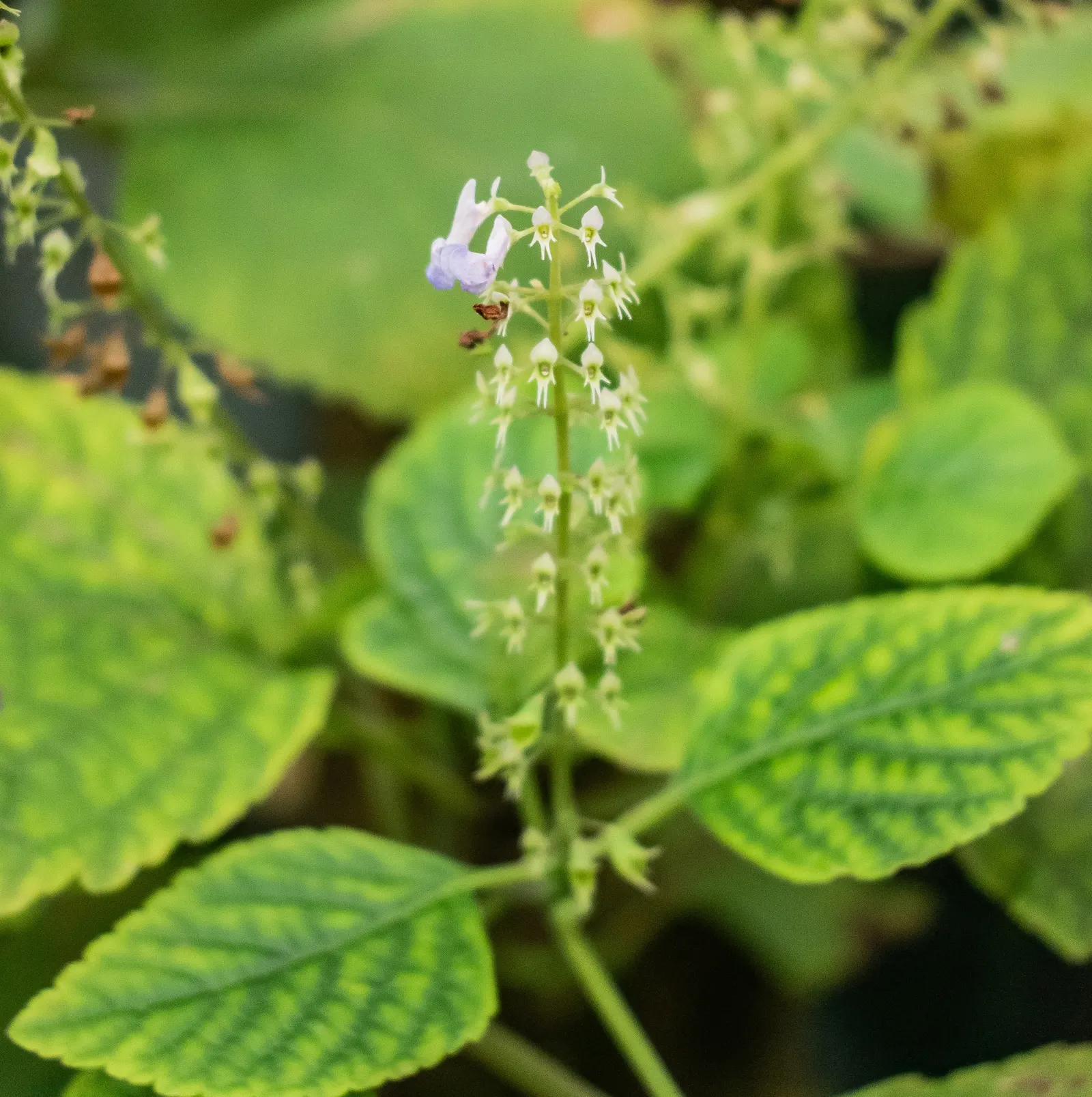 Spur Flower (Plectranthus ciliatus) — ideal for clients seeking a low-maintenance yet visually striking ground cover; its fuzzy, 4-inch-long green leaves with