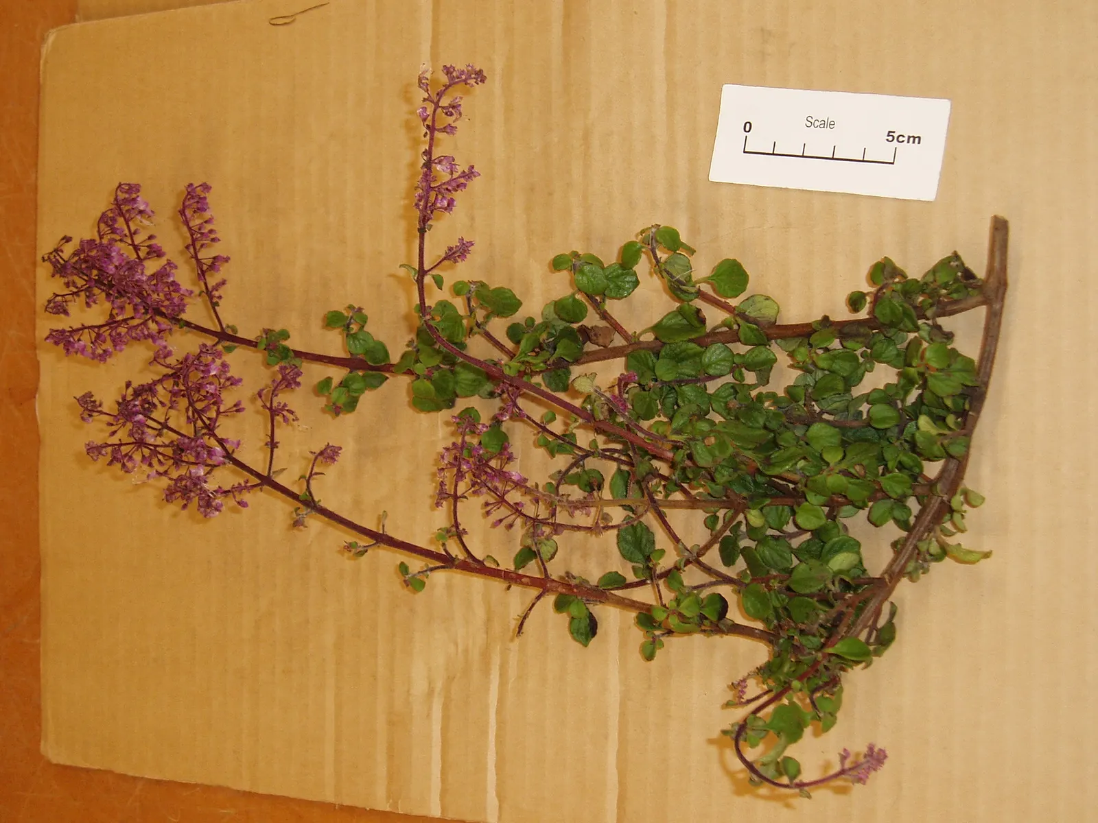 Spur Flower (Plectranthus ciliatus) — Thrives in partial shade and well-draining soil; ideal for borders or as underplanting in a temperate garden