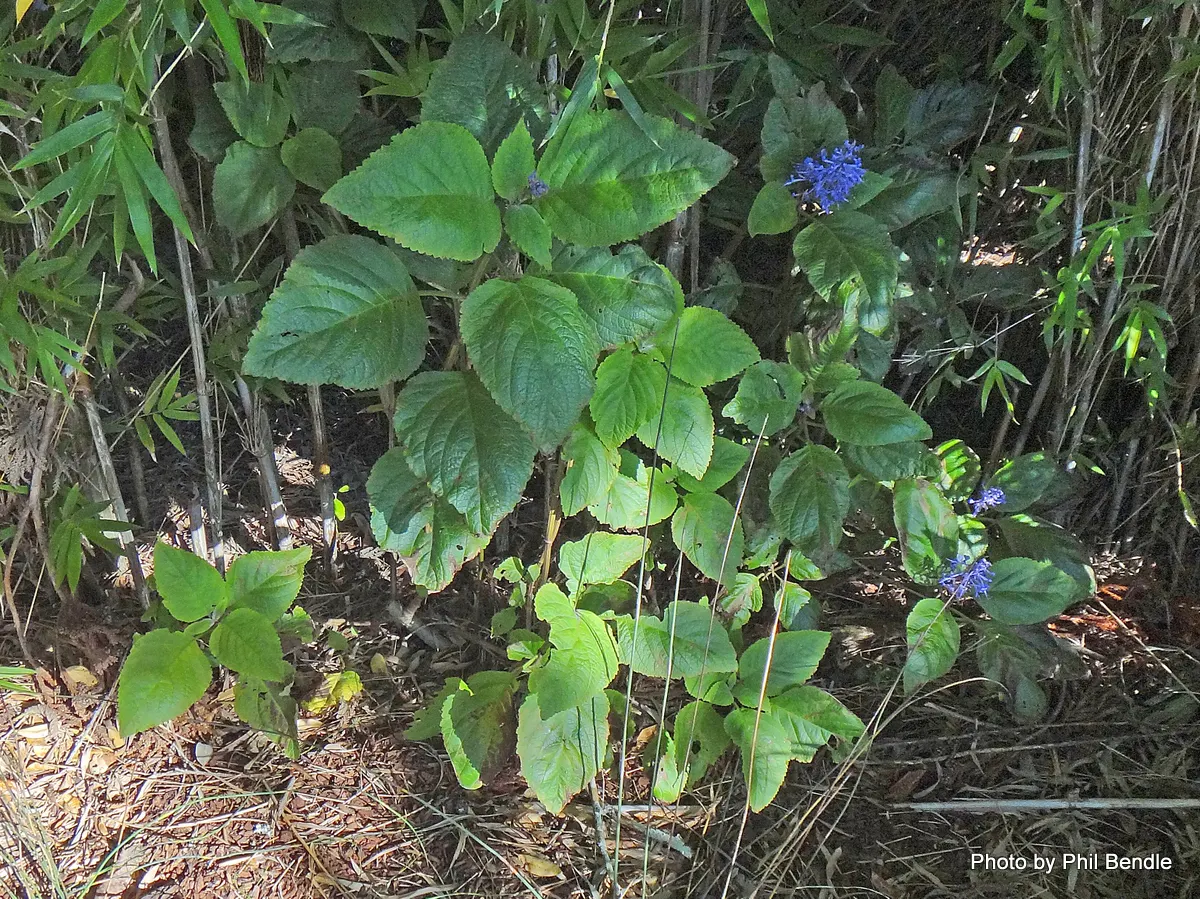 Spur Flower (Plectranthus ciliatus) — In fall, pale lavender flowers emerge, attracting pollinators; being drought tolerant once established, image 69
