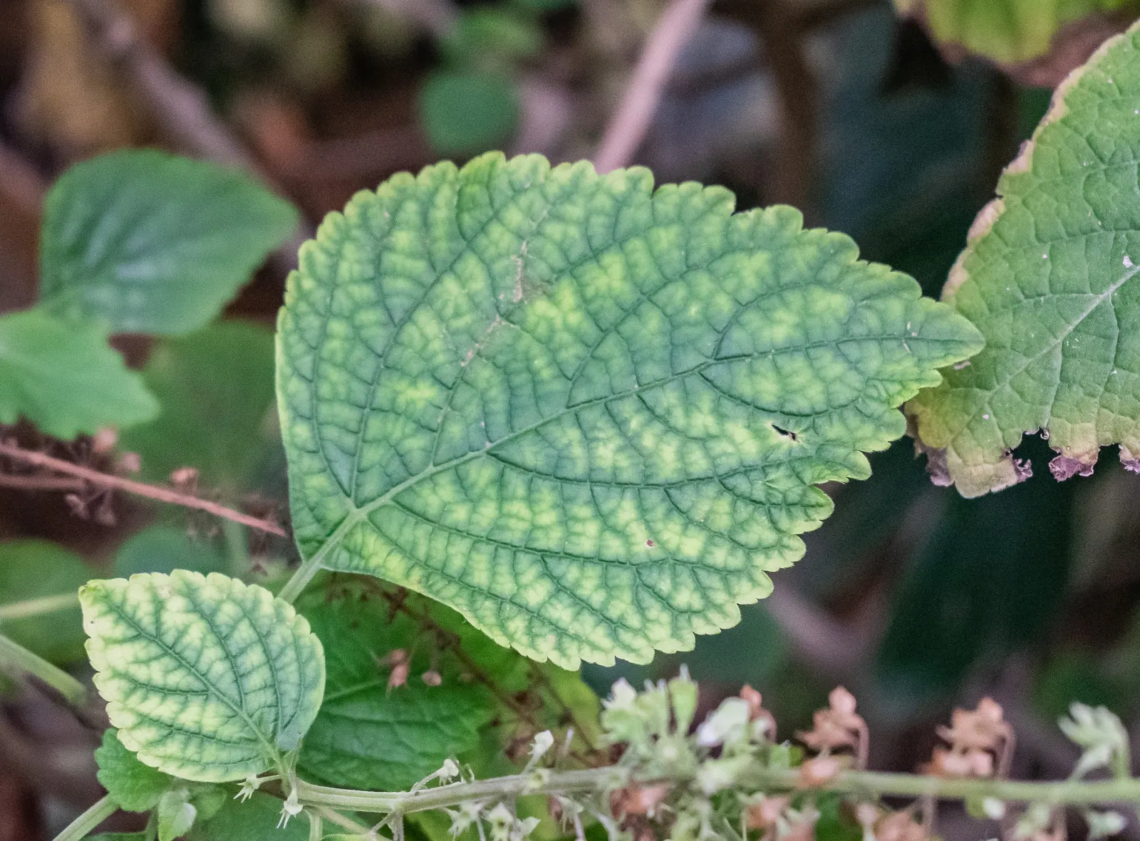 Spur Flower (Plectranthus ciliatus) — reaching a height of 1 foot and spreading up to 2 feet