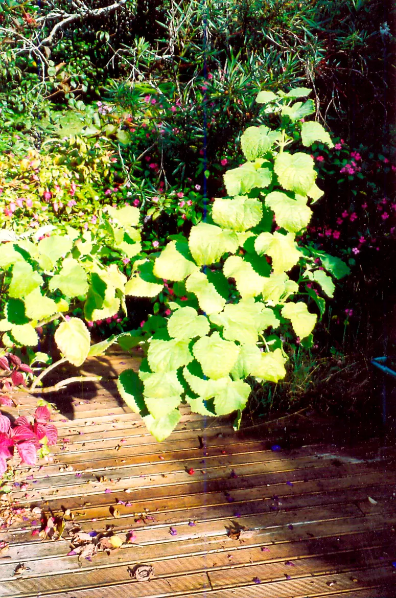 Spur Flower (Plectranthus ciliatus) — perennial for shade; enchanting flora enthusiasts while requiring minimal upkeep - an ideal choice for any, image 66