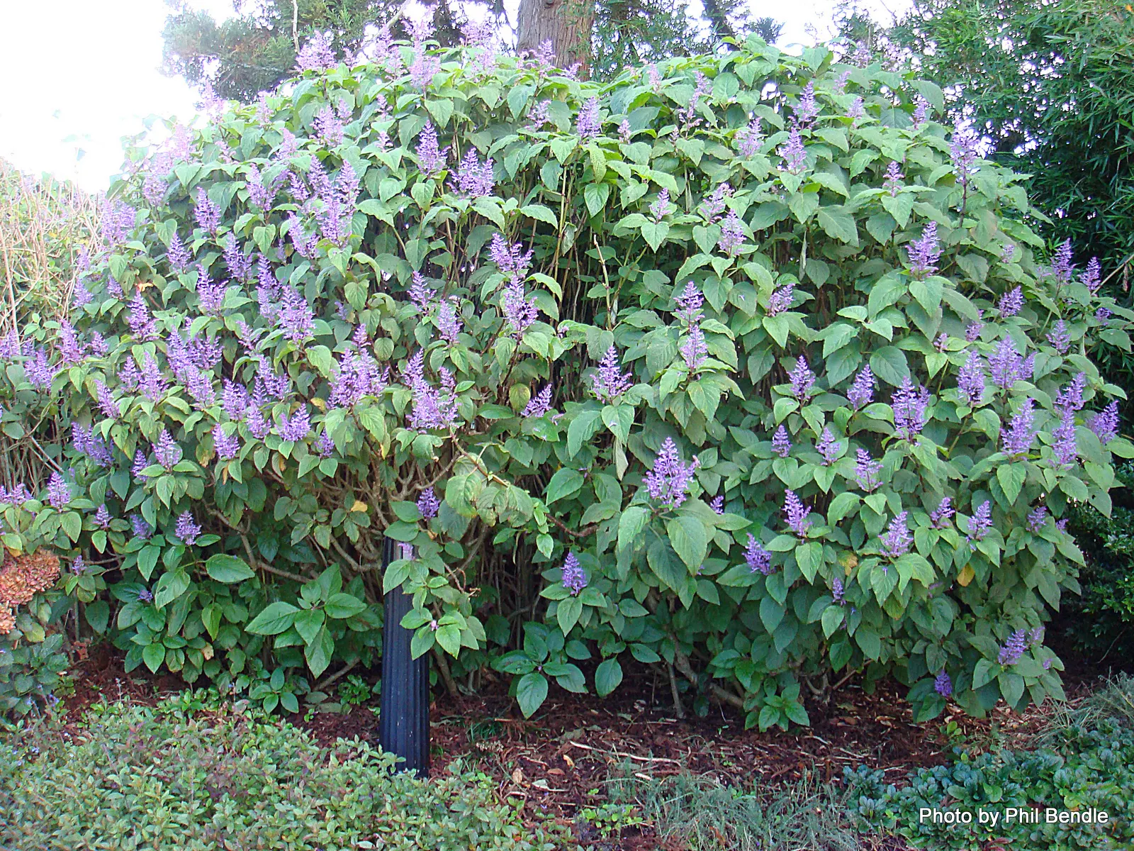 Spur Flower (Plectranthus ciliatus) — Its fuzzy, 4-inch-long green leaves with purple undersides and scalloped edges offer year-round interest; the leaves emit