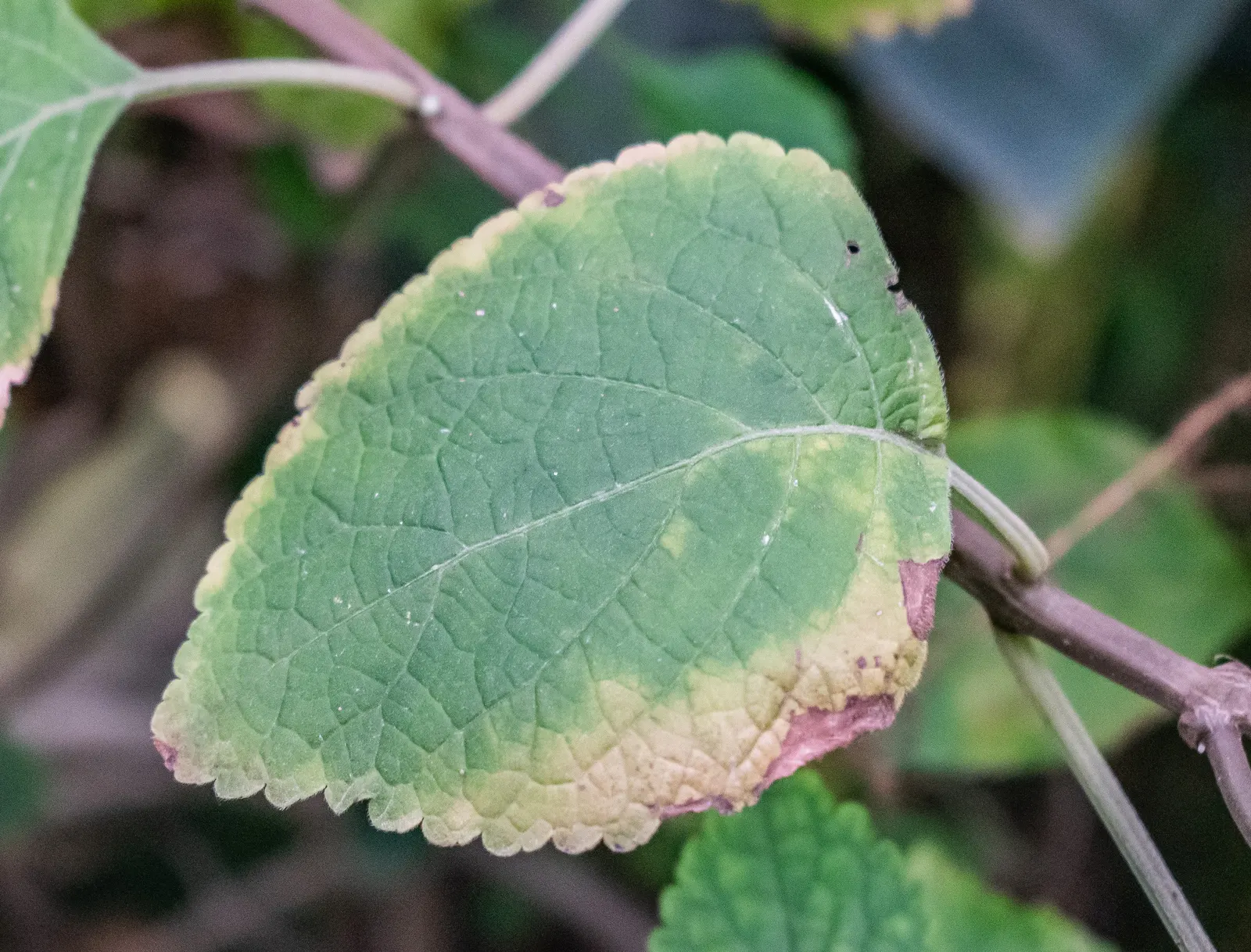Spur Flower (Plectranthus ciliatus) — white flowers in the garden
