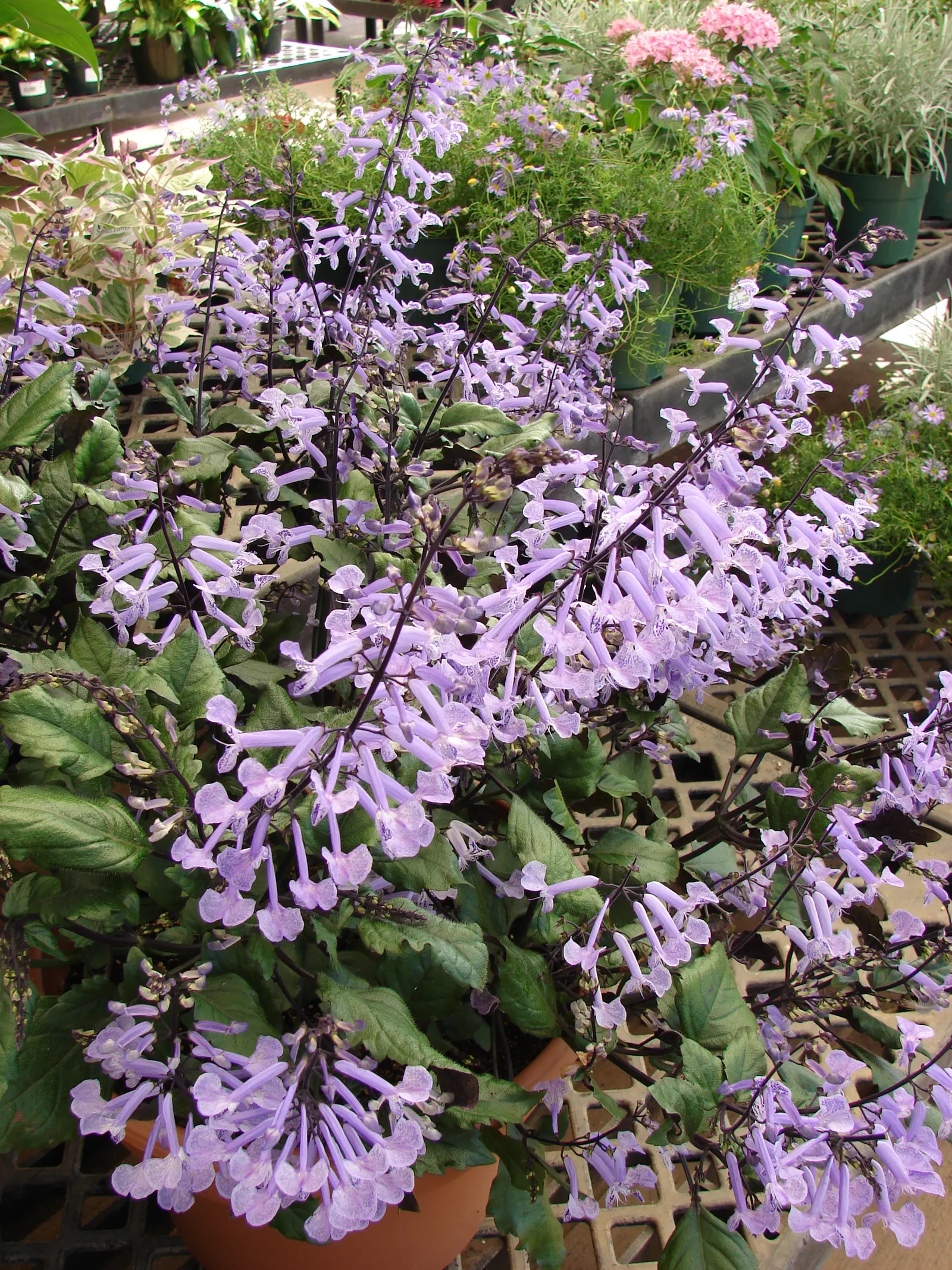 Spur Flower (Plectranthus ciliatus) — the Spur Flower produces inflorescences of tubular; perennial for shade, image 79