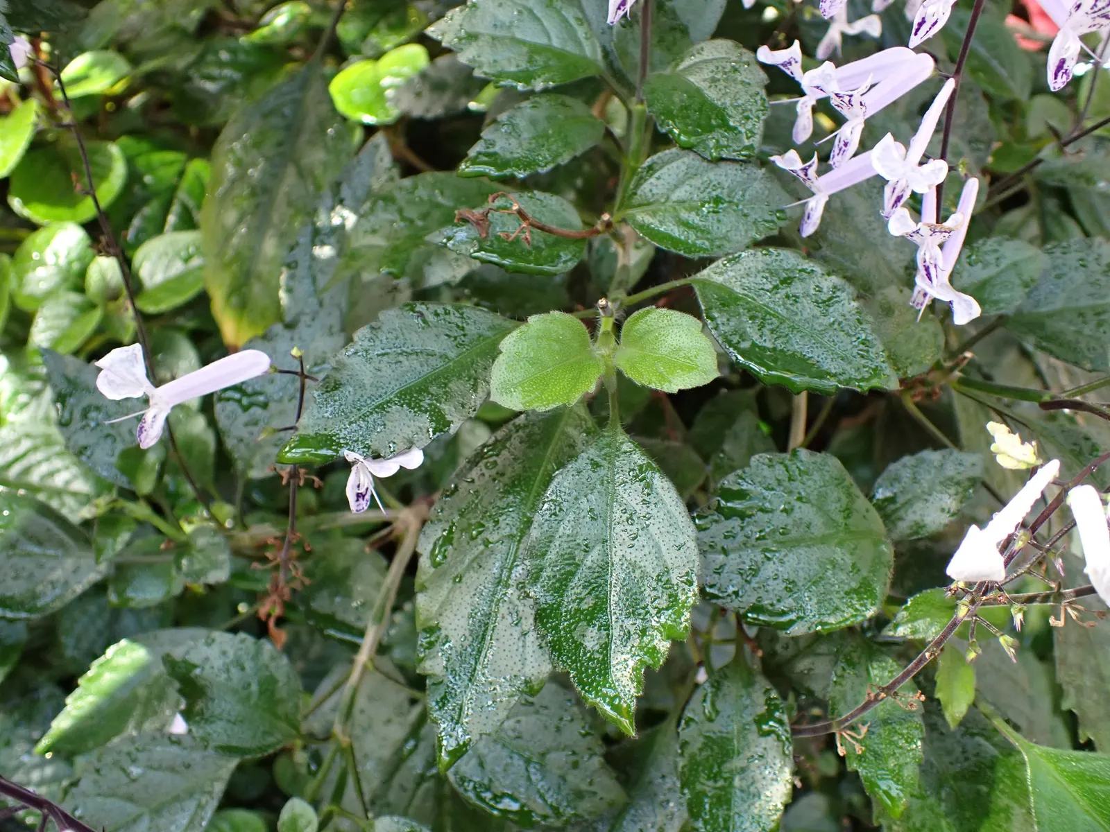 Spur Flower (Plectranthus ciliatus) — with deep green tops and purplish undersides; attracting pollinators such as bees and butterflies