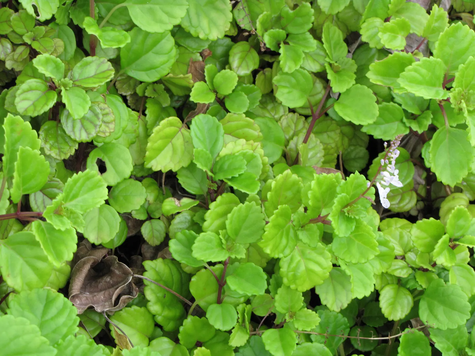Spur Flower (Plectranthus ciliatus) — Being drought tolerant once established