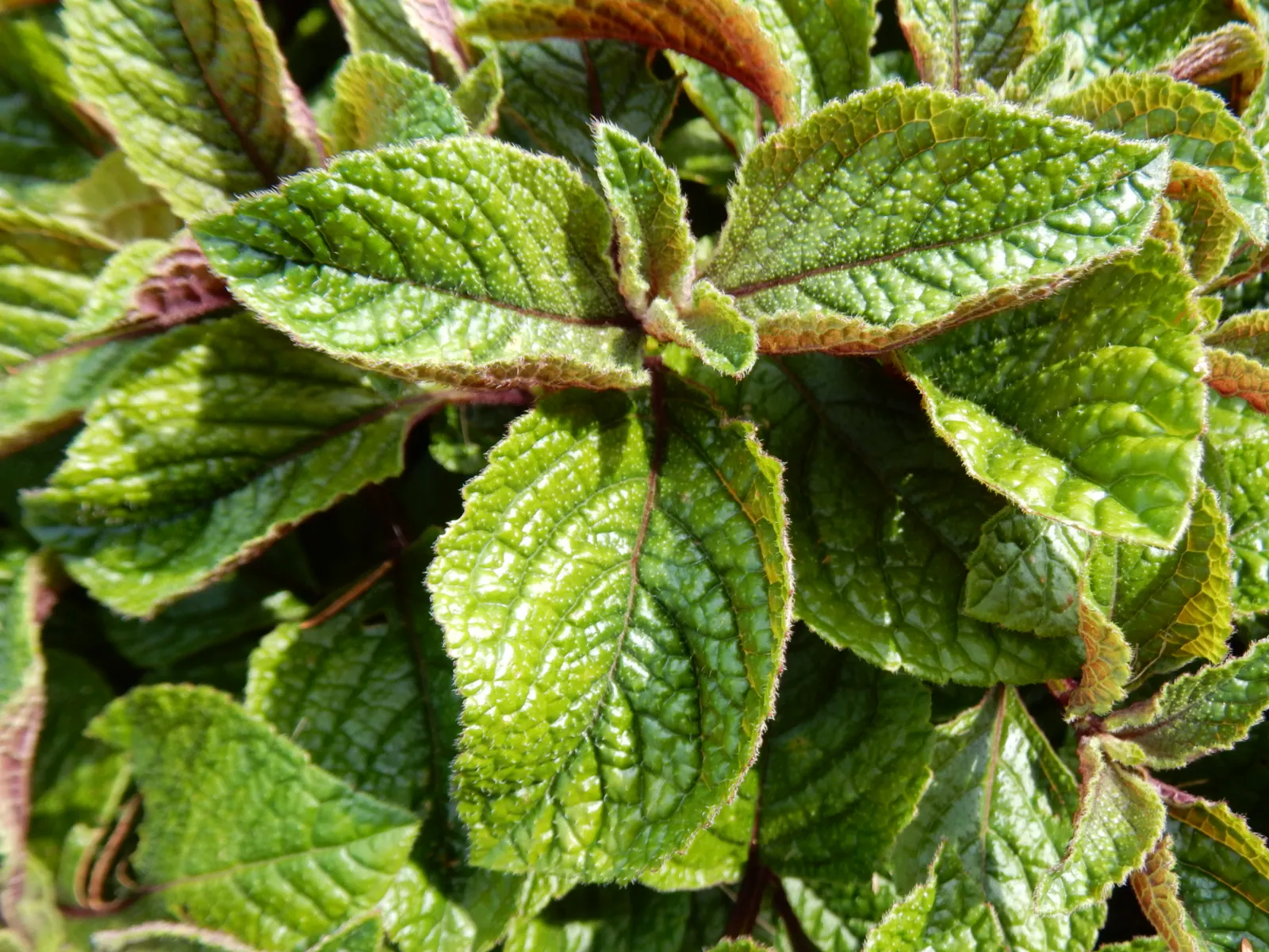 Spur Flower (Plectranthus ciliatus) — pale lavender to violet blossoms arranged in tiered whorls; ideal for clients seeking a low-maintenance yet, image 58