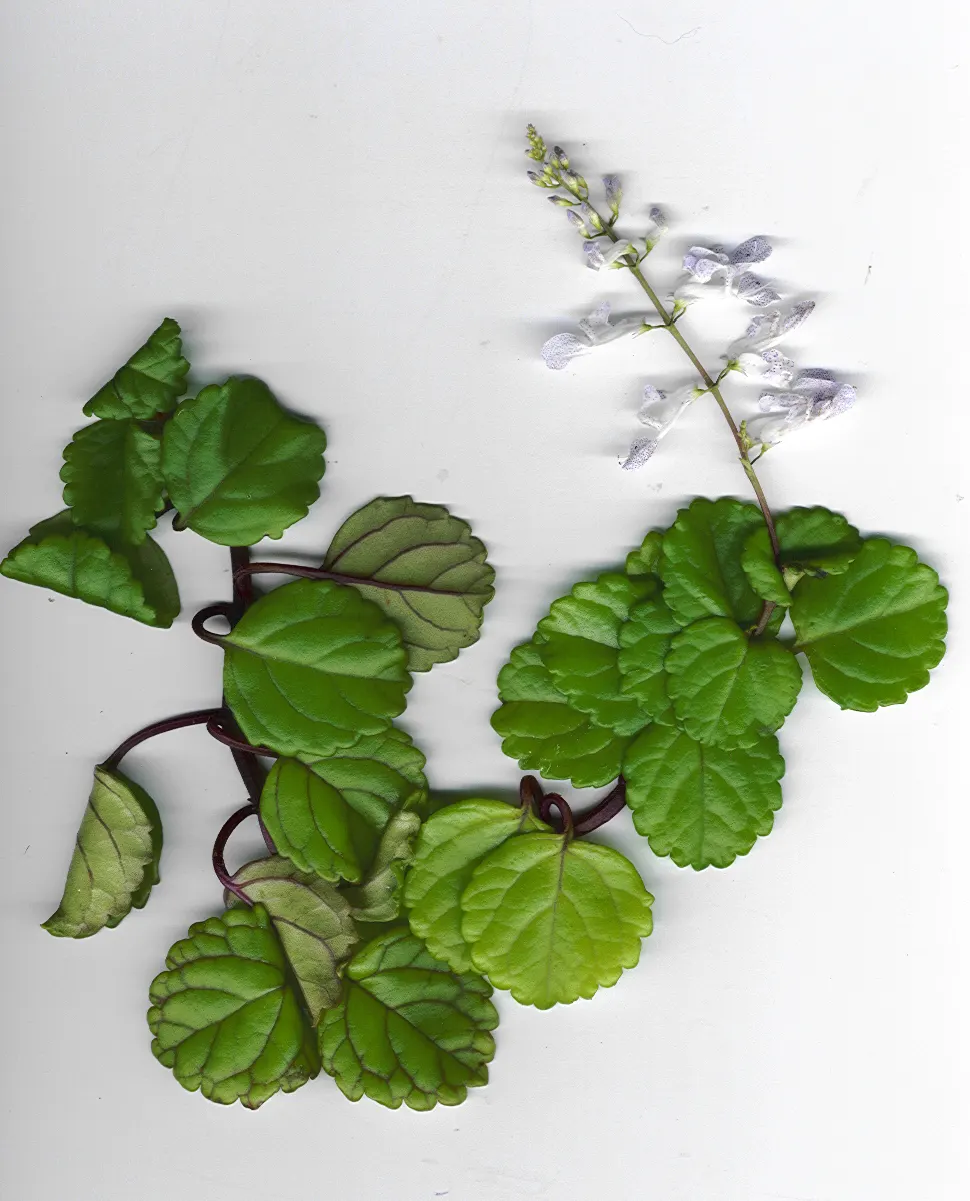 Spur Flower (Plectranthus ciliatus) — adding a sensory layer to the garden experience.<br><br>From late summer to early fall; the flowers stand out, image 78