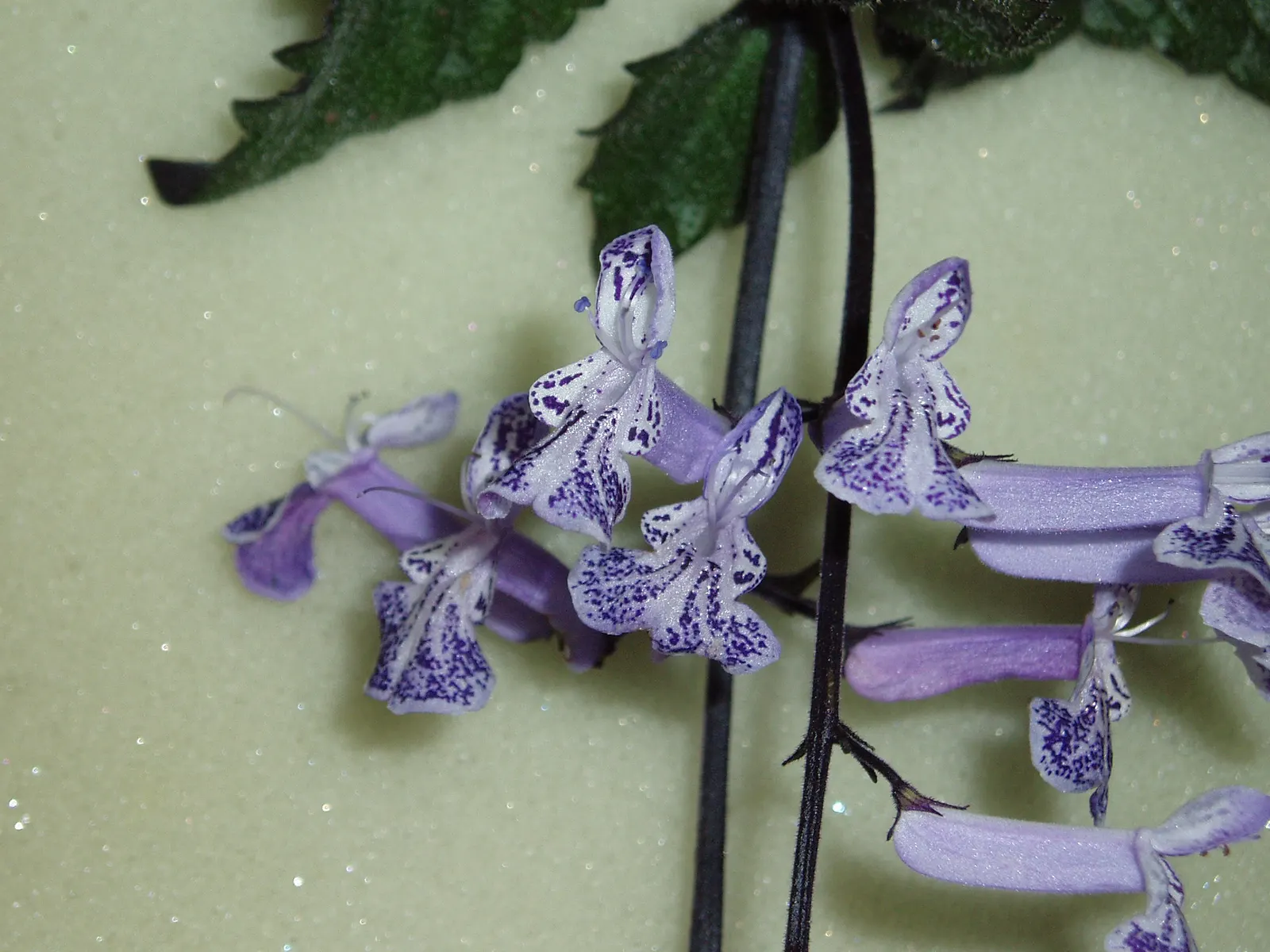 Spur Flower (Plectranthus ciliatus) — Being drought tolerant once established; the Spur Flower produces inflorescences of tubular, image 62