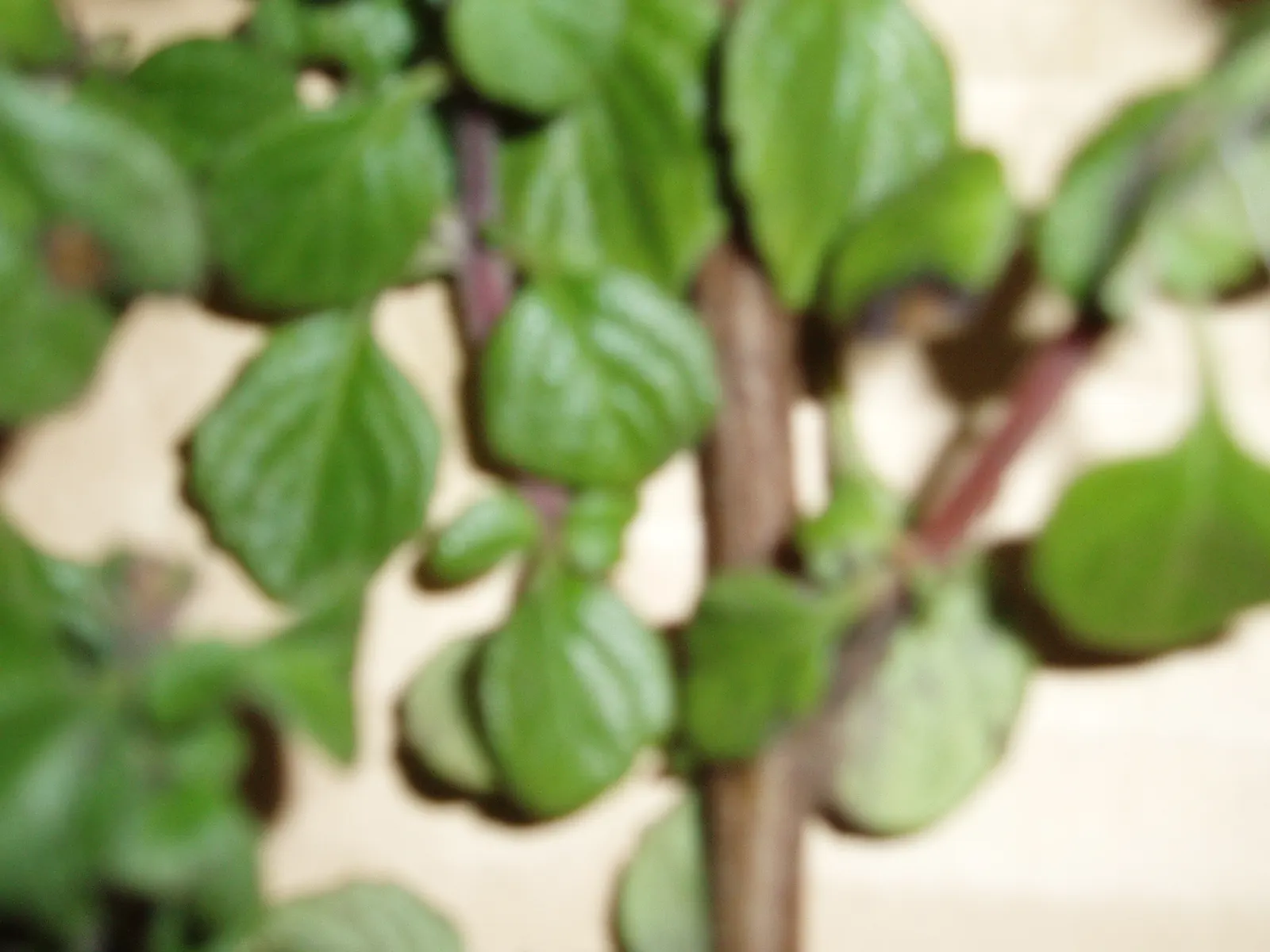 Spur Flower (Plectranthus ciliatus) — attracting pollinators such as bees and butterflies; perennial with white blooms