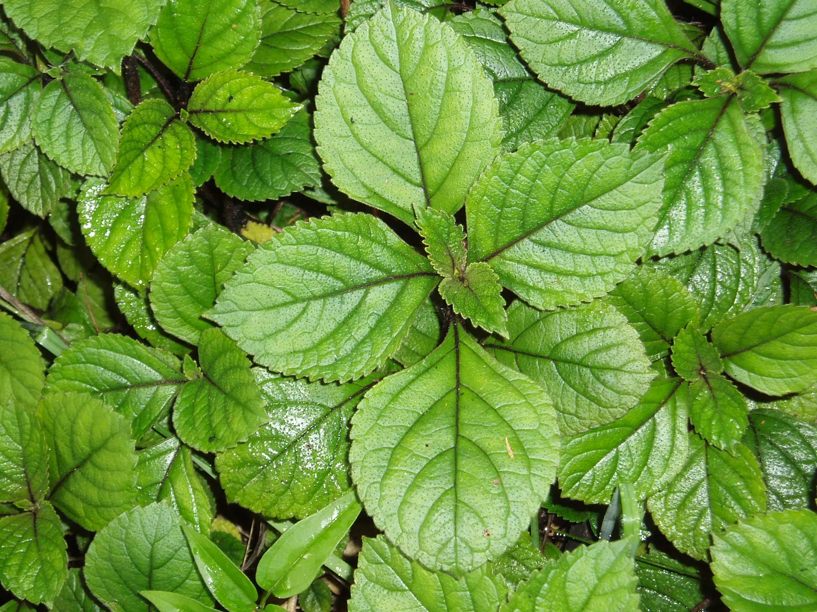 Spur Flower (Plectranthus ciliatus) — perennial for shade; enchanting flora enthusiasts while requiring minimal upkeep - an ideal choice for any client's garden