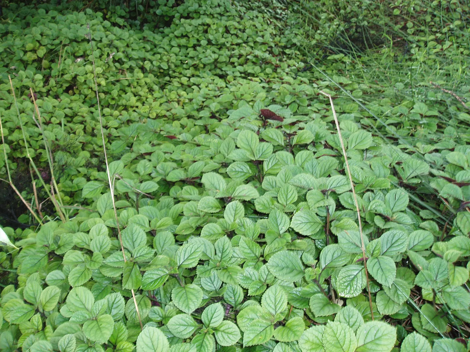 Spur Flower (Plectranthus ciliatus) — adding a play of color that catches the eye even from a distance; reaching a height of 1 foot and spreading up to 2 feet