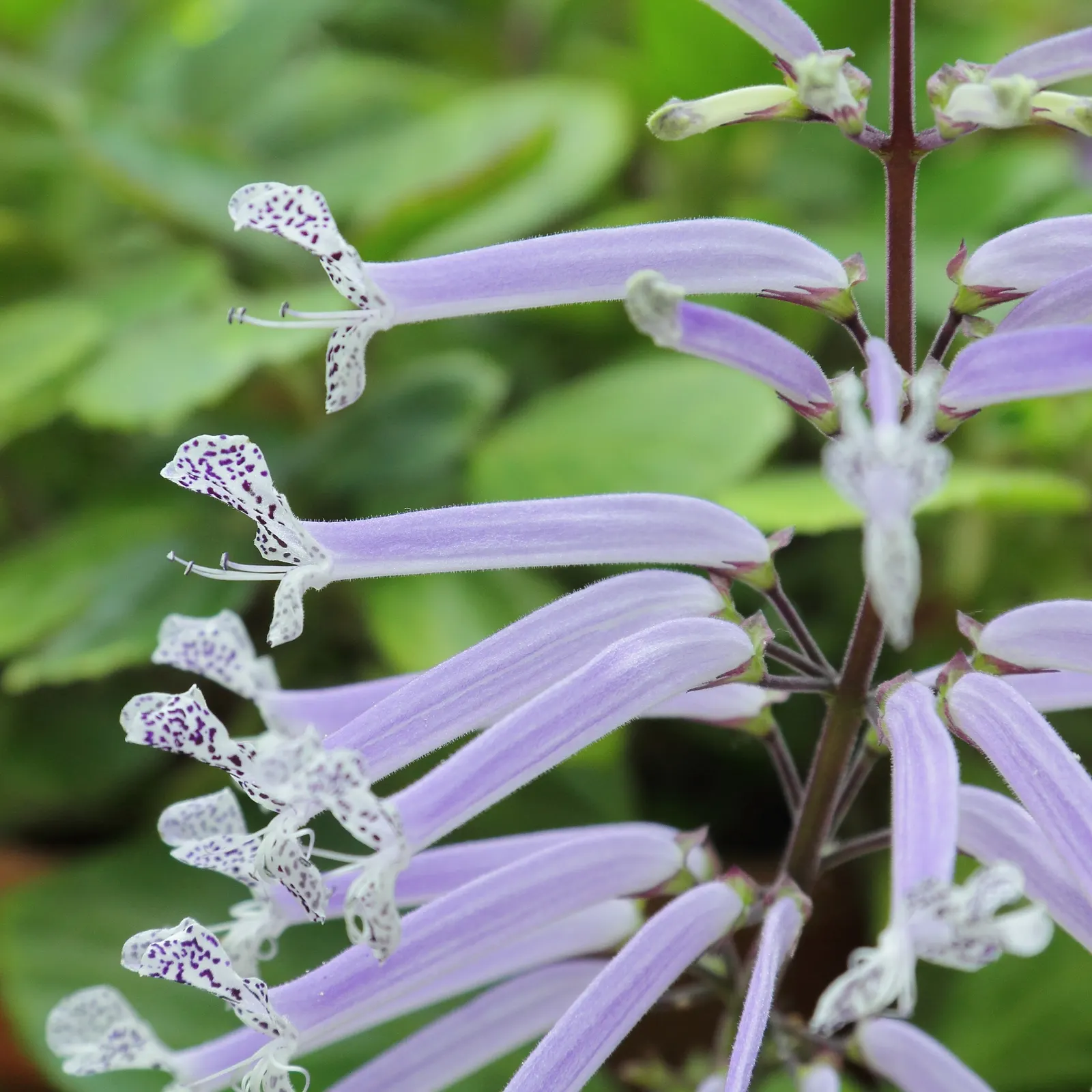 Spur Flower (Plectranthus ciliatus) — The Spur Flower (Plectranthus ciliatus); adding a play of color that catches the eye even from a distance, image 49