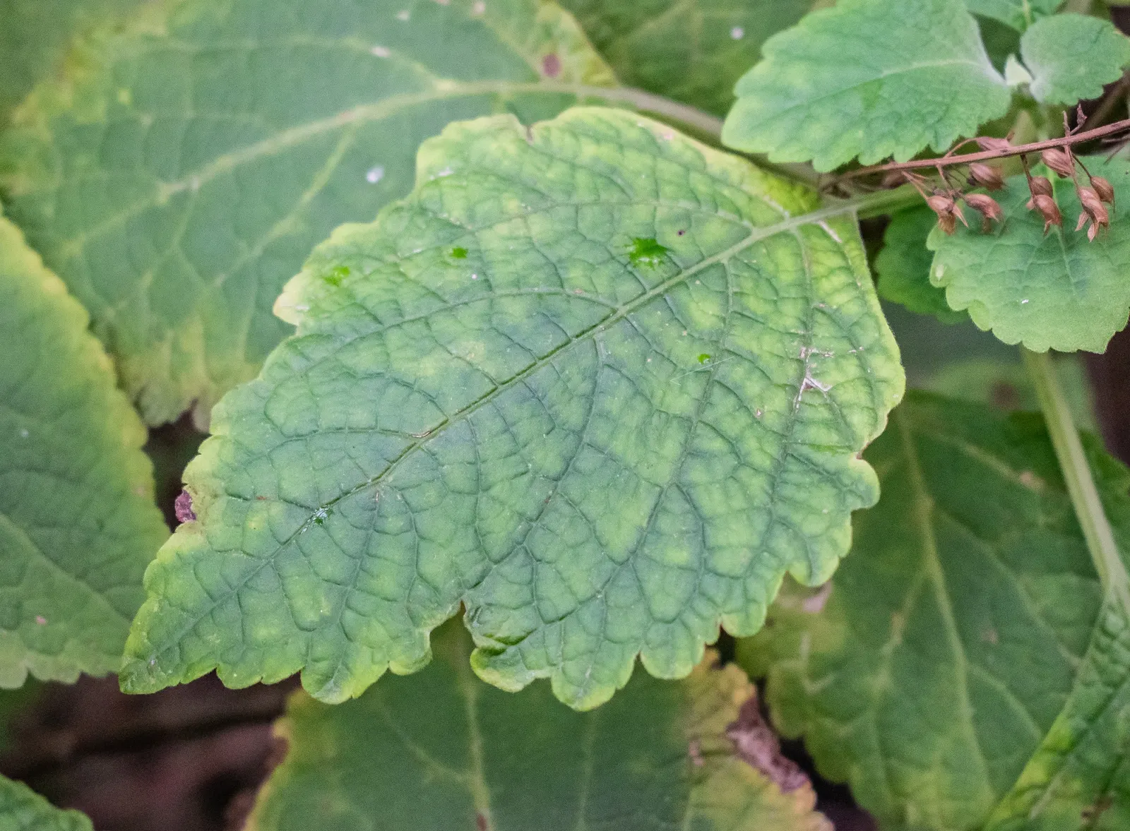 Spur Flower (Plectranthus ciliatus) — adding a sensory layer to the garden experience.<br><br>From late summer to early fall; the flowers stand out, image 56