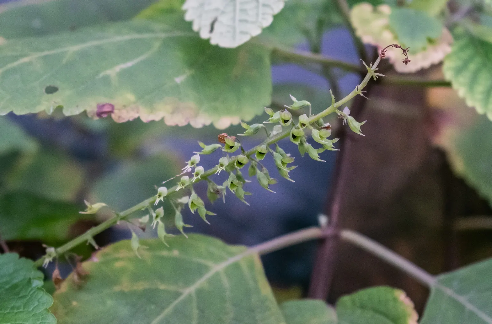 Spur Flower (Plectranthus ciliatus) — the Spur Flower produces inflorescences of tubular; perennial for shade