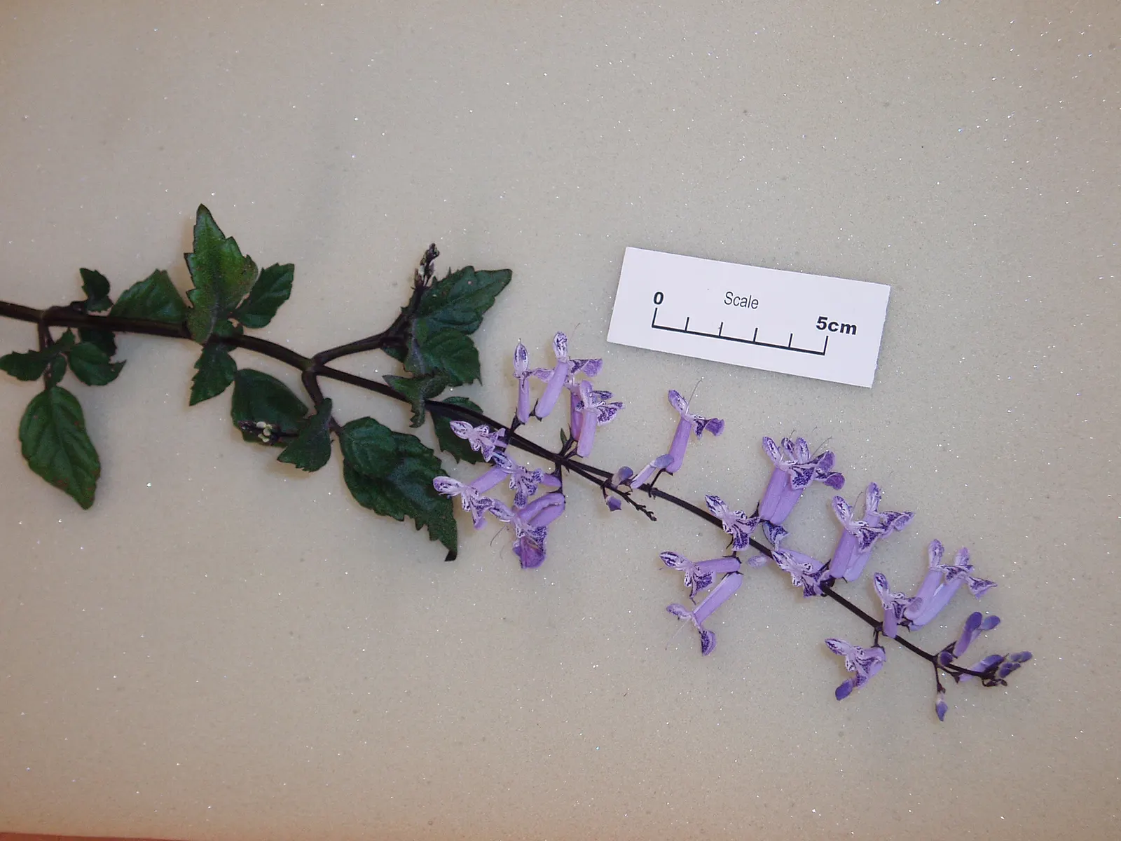 Spur Flower (Plectranthus ciliatus) — Thrives in partial shade and well-draining soil; ideal for borders or as underplanting in a temperate garden, image 48