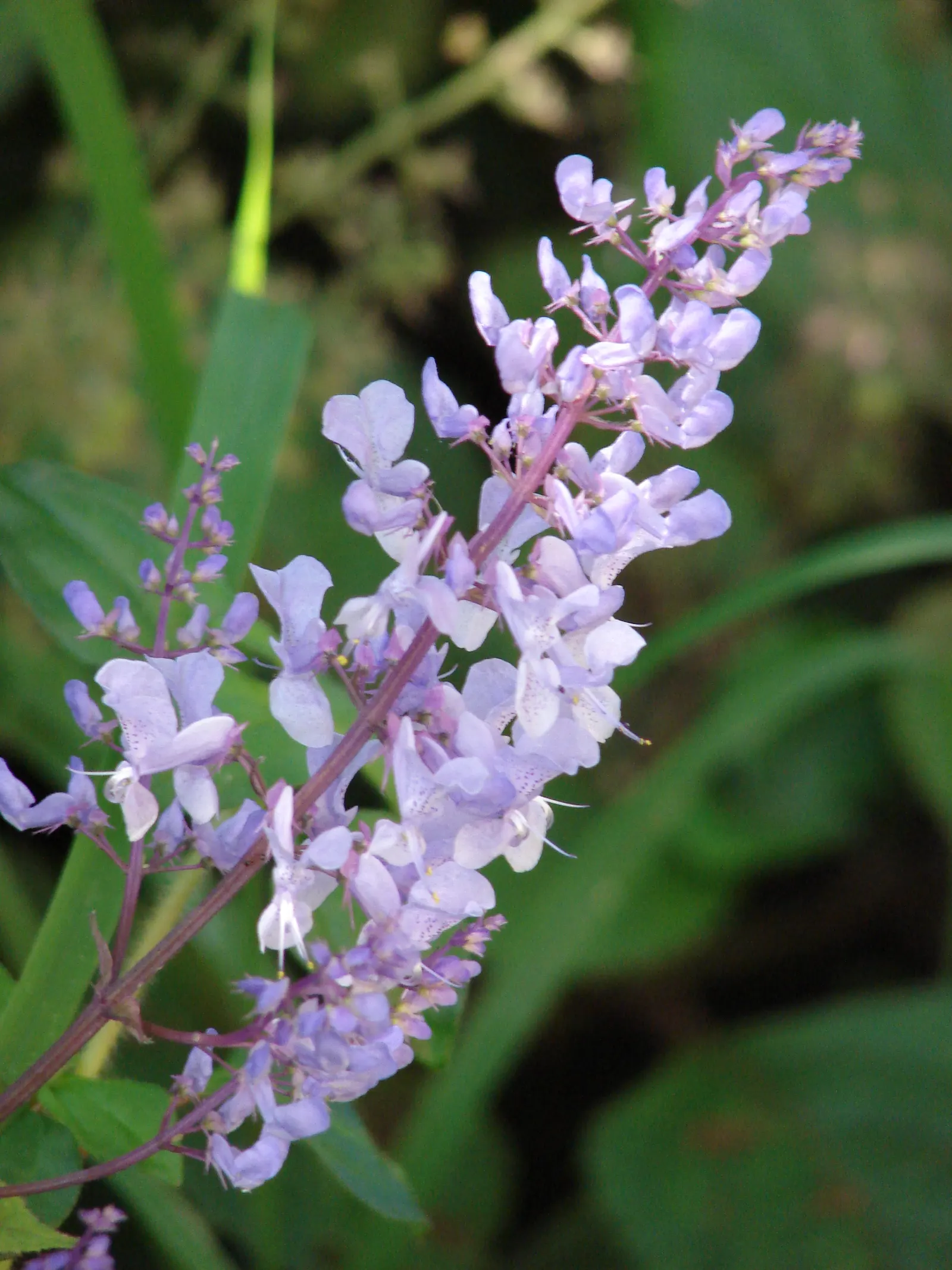 Spur Flower (Plectranthus ciliatus) — pale lavender to violet blossoms arranged in tiered whorls