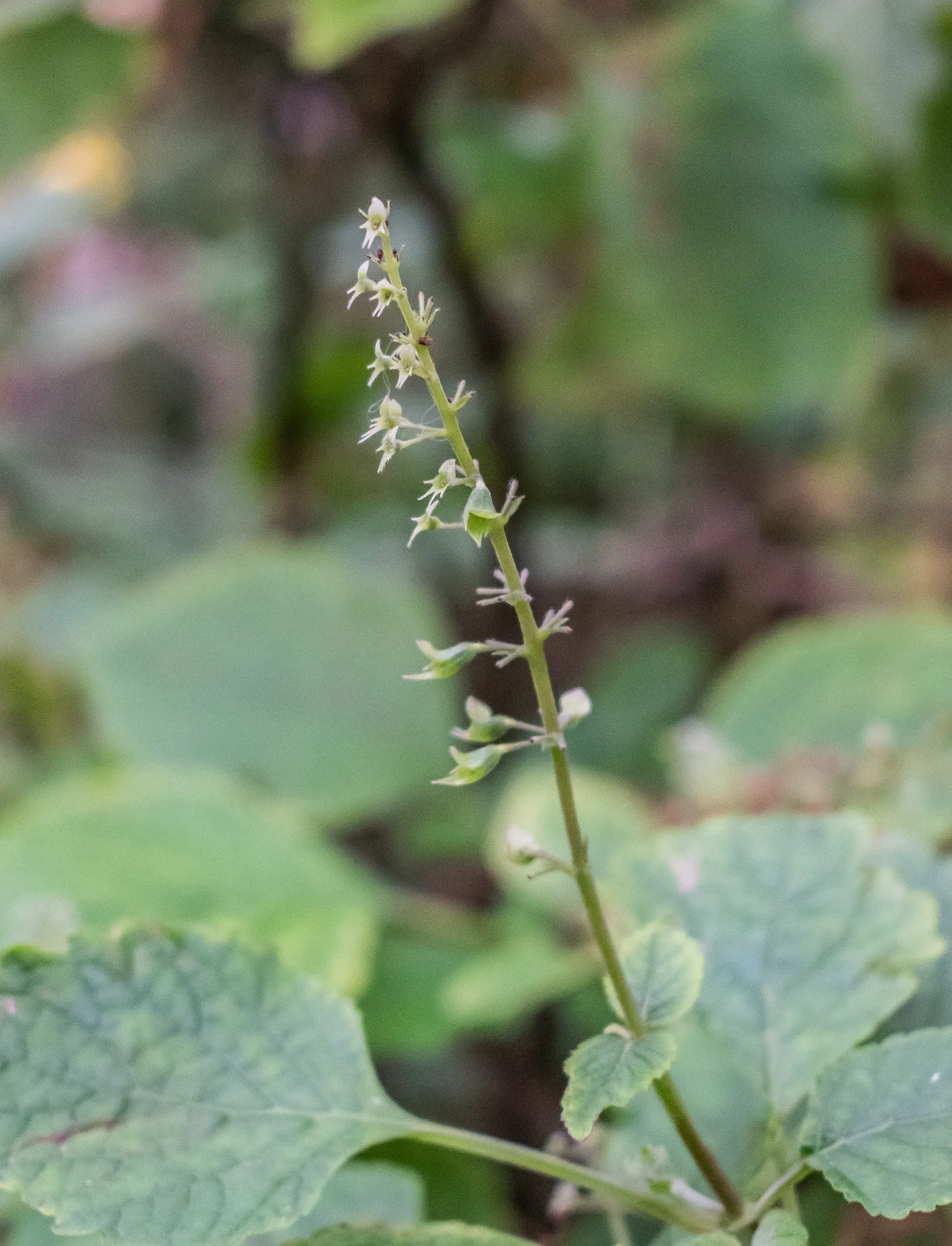 Spur Flower (Plectranthus ciliatus) — reaching a height of 1 foot and spreading up to 2 feet; thrives in partial shade and well-draining soil; ideal for