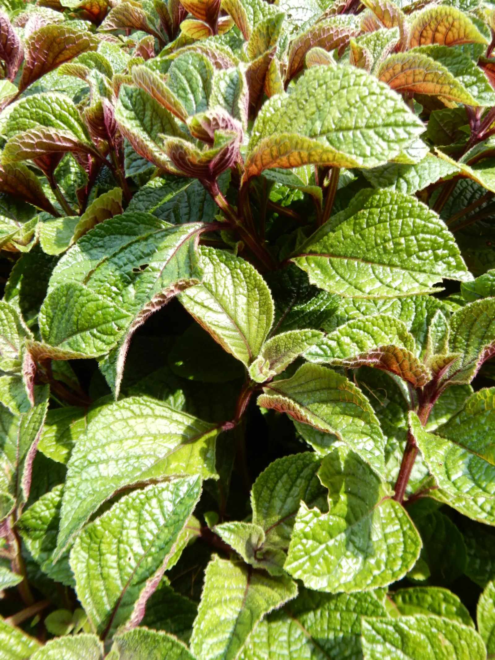 Spur Flower (Plectranthus ciliatus) — reaching a height of 1 foot and spreading up to 2 feet; thrives in partial shade and well-draining soil, image 45