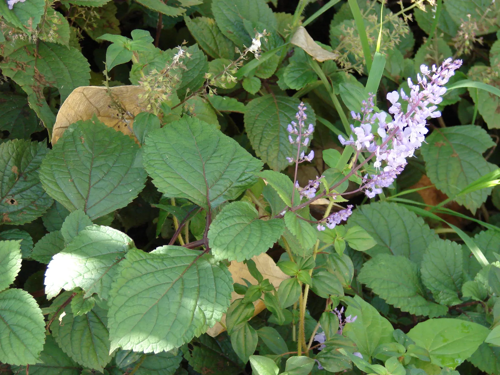 Spur Flower (Plectranthus ciliatus) — is a versatile and vibrant addition to any landscape; a partially shaded position is optimal, but it can, image 72