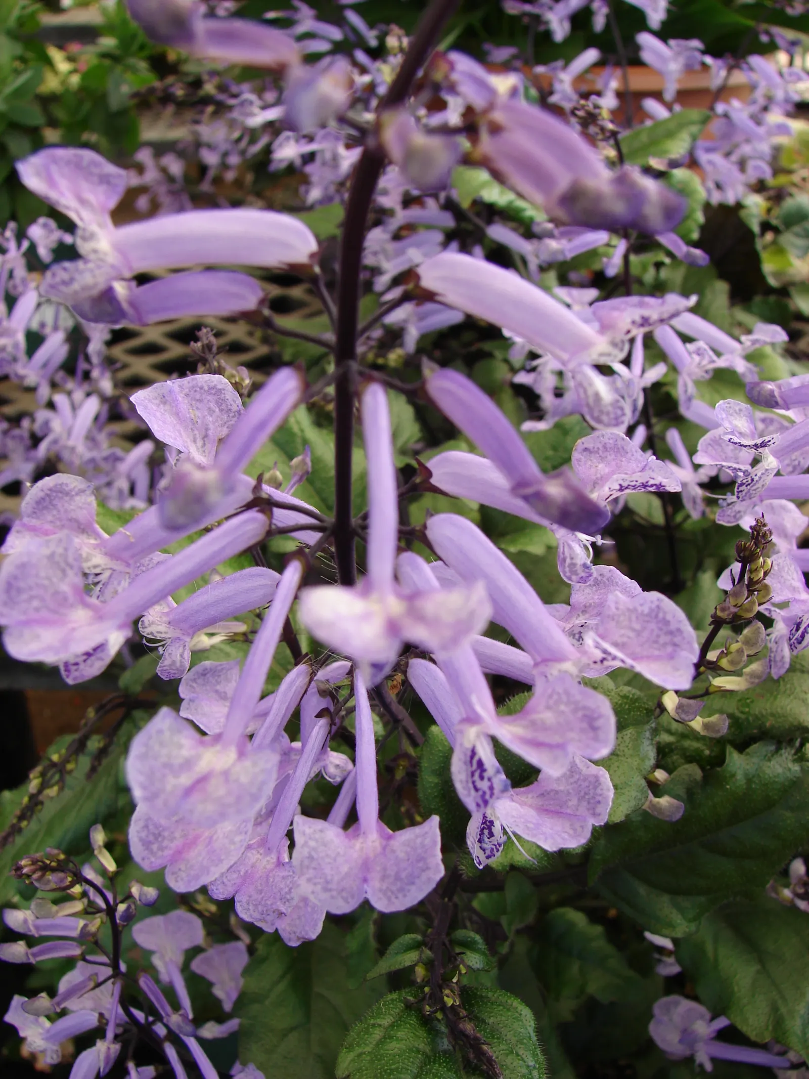 Spur Flower (Plectranthus ciliatus) — is a versatile and vibrant addition to any landscape; a partially shaded position is optimal, but it can tolerate full