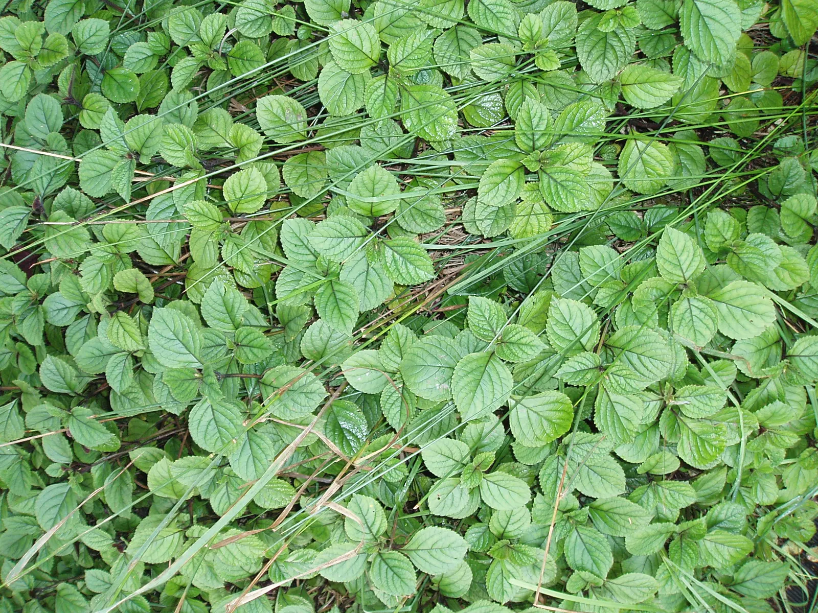 Spur Flower (Plectranthus ciliatus) — Thrives in partial shade and well-draining soil; ideal for borders or as underplanting in a temperate garden; in fall