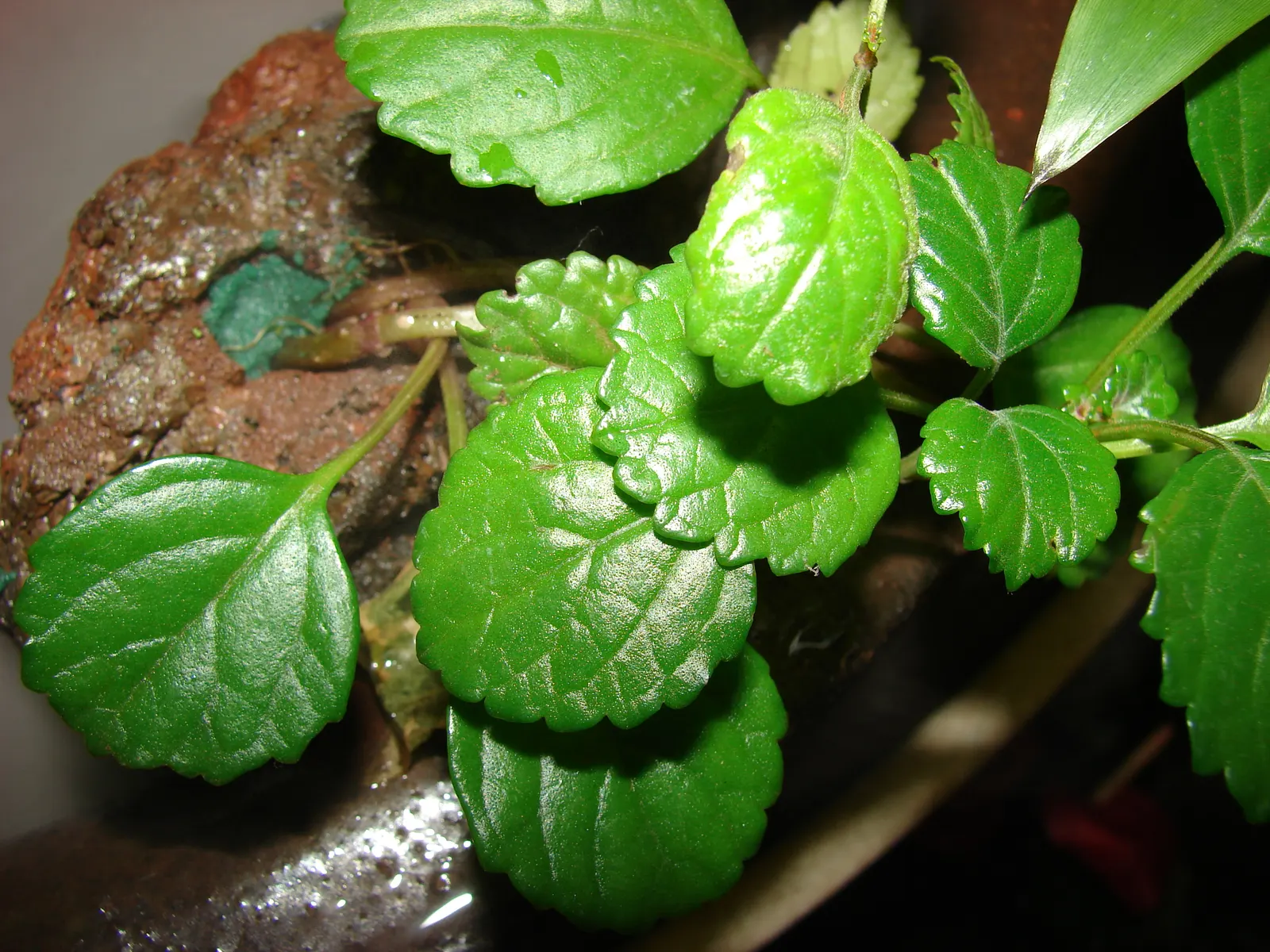 Spur Flower (Plectranthus ciliatus) — reaching a height of 1 foot and spreading up to 2 feet; thrives in partial shade and well-draining soil, image 67