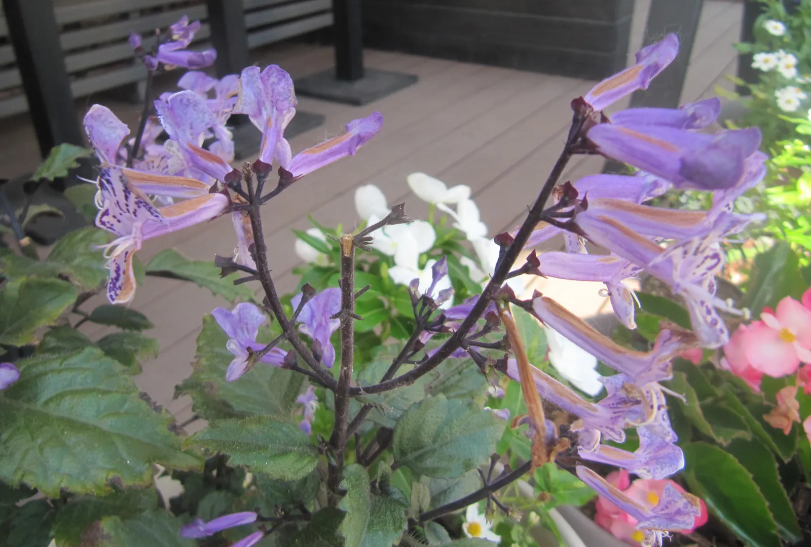 Spur Flower (Plectranthus ciliatus) — Its fuzzy, 4-inch-long green leaves with purple undersides and scalloped edges offer year-round interest; the, image 68