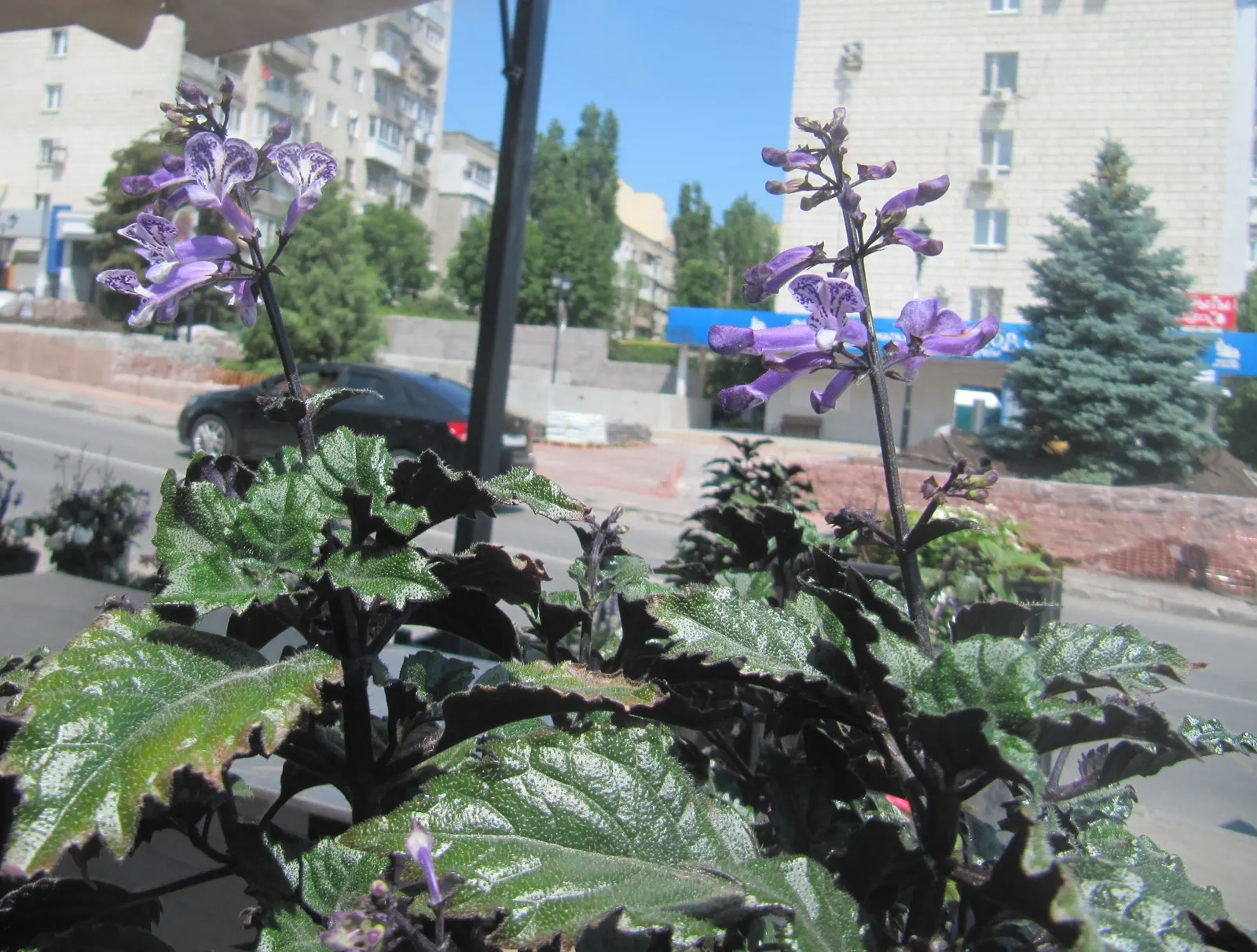Spur Flower (Plectranthus ciliatus) — adding a play of color that catches the eye even from a distance; reaching a height of 1 foot and spreading, image 54