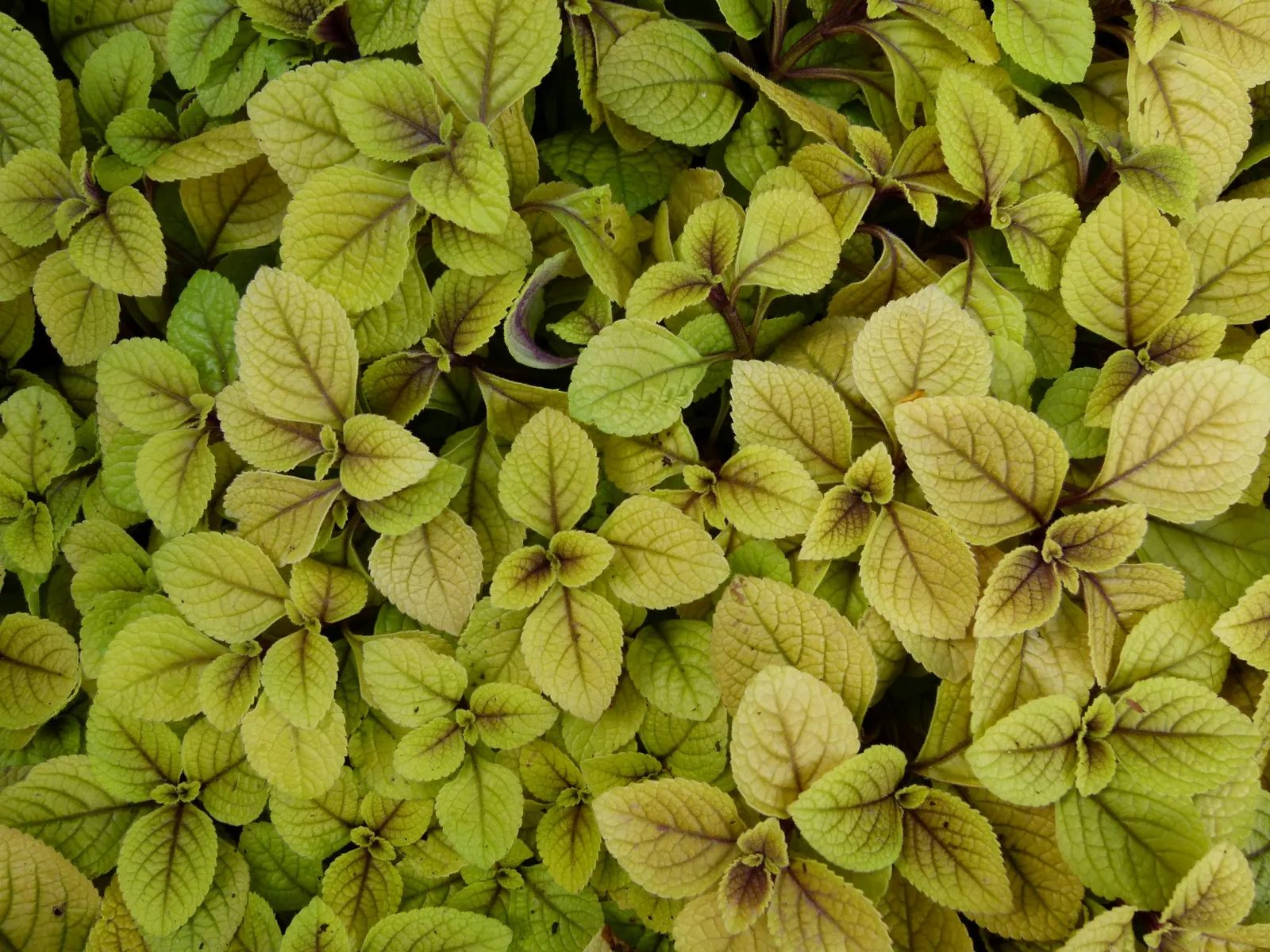 Spur Flower (Plectranthus ciliatus) — perennial with white blooms