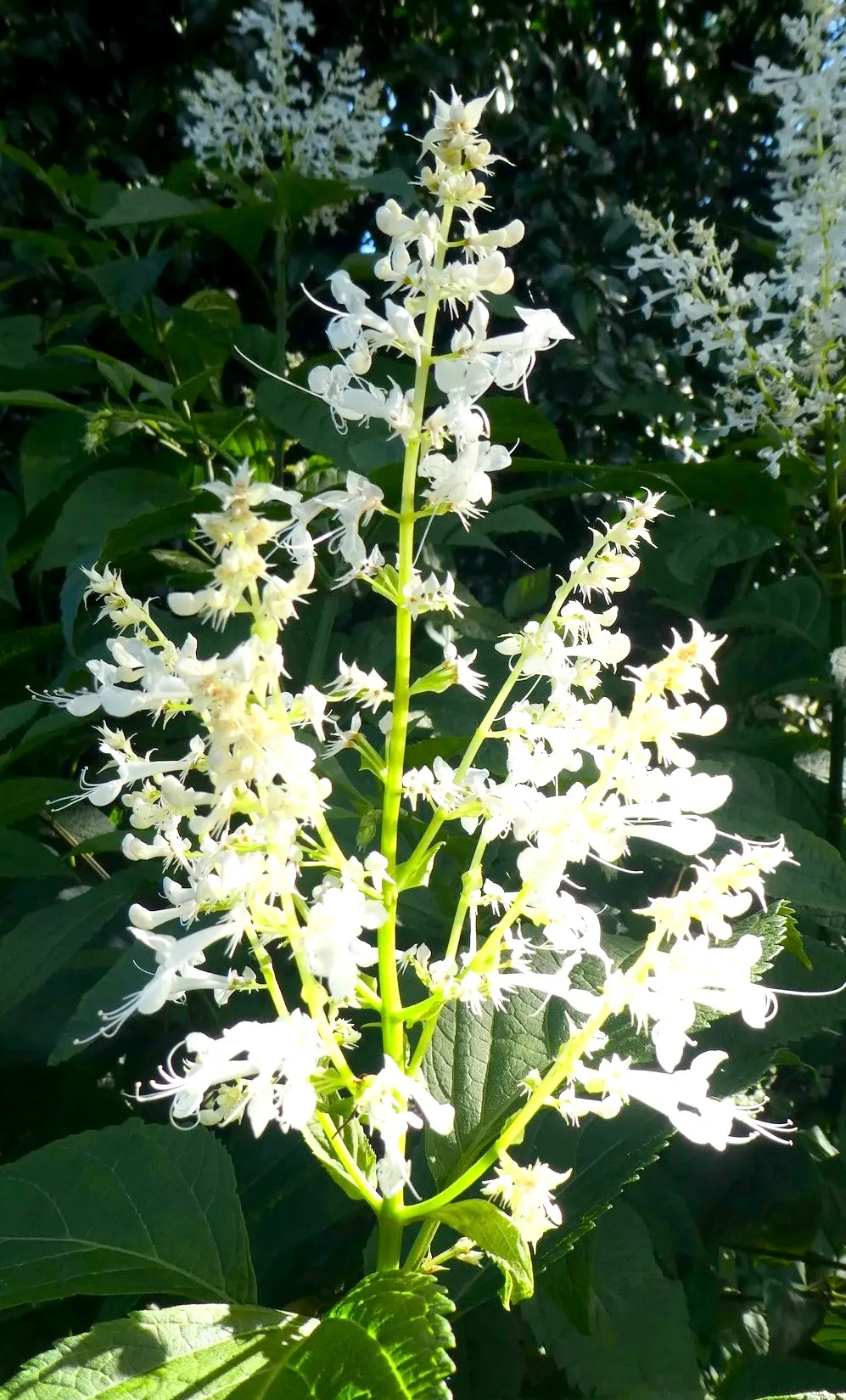 Spur Flower (Plectranthus ciliatus) — the leaves emit a pleasant; they exhibit a striking variegation, image 77