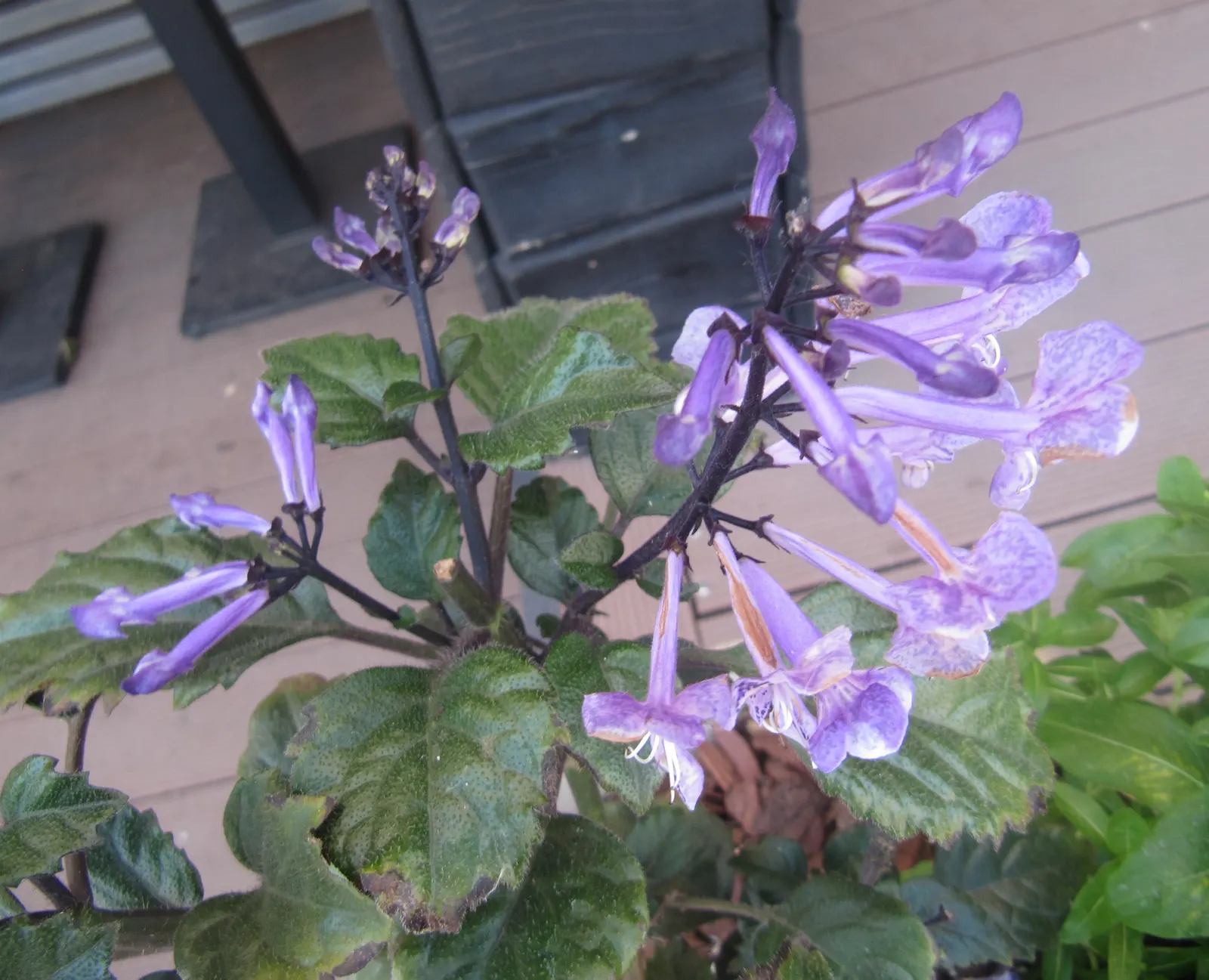 Spur Flower (Plectranthus ciliatus) — the Spur Flower produces inflorescences of tubular; perennial for shade, image 57