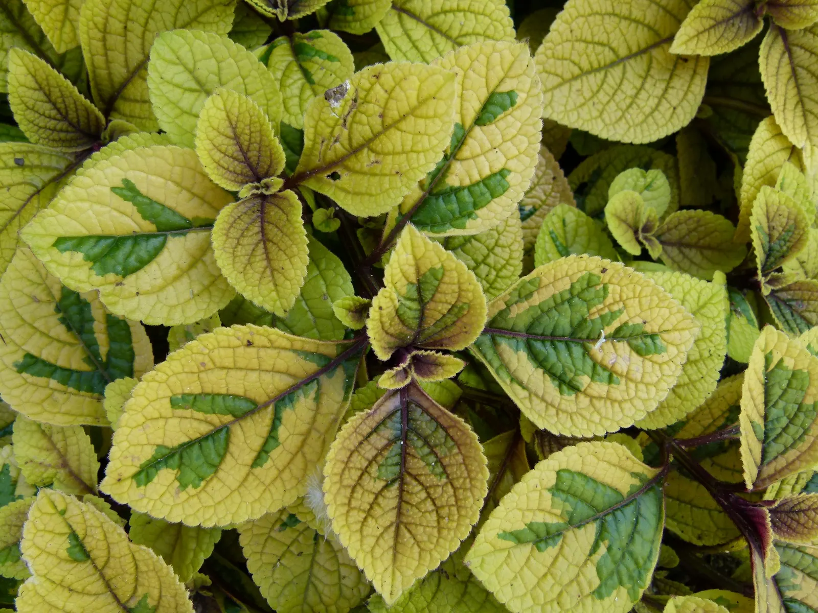 Spur Flower (Plectranthus ciliatus) — In fall, pale lavender flowers emerge, attracting pollinators; being drought tolerant once established
