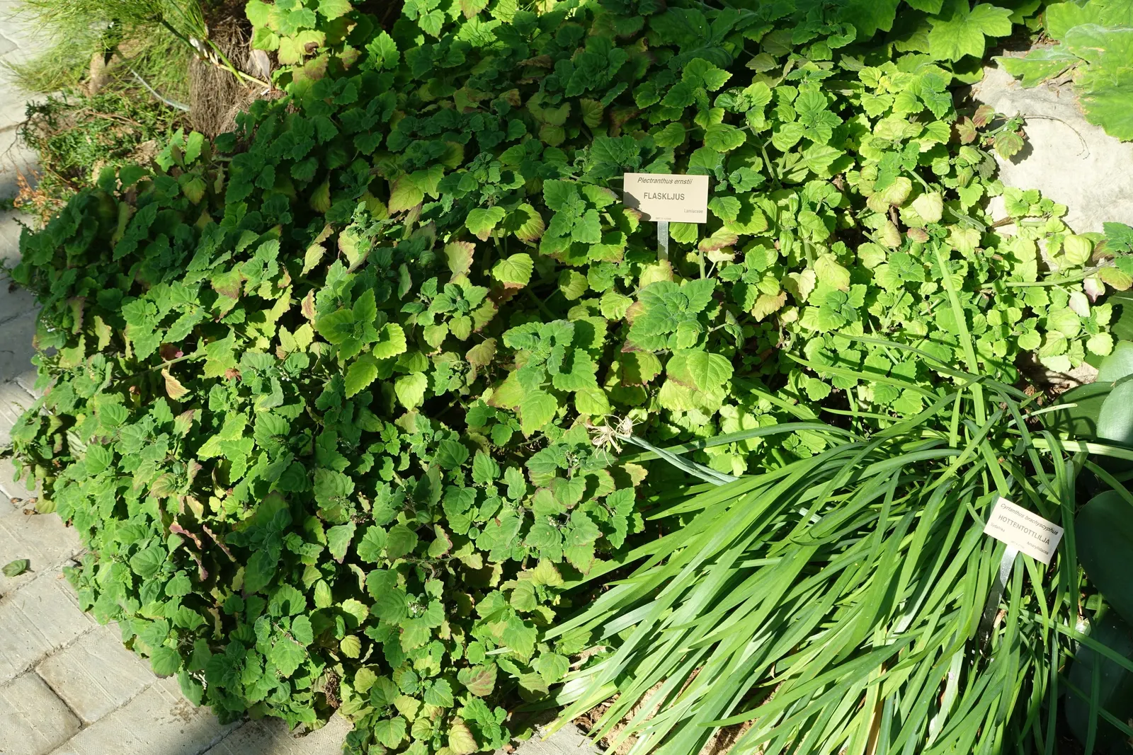 Spur Flower (Plectranthus ciliatus) — is a versatile and vibrant addition to any landscape