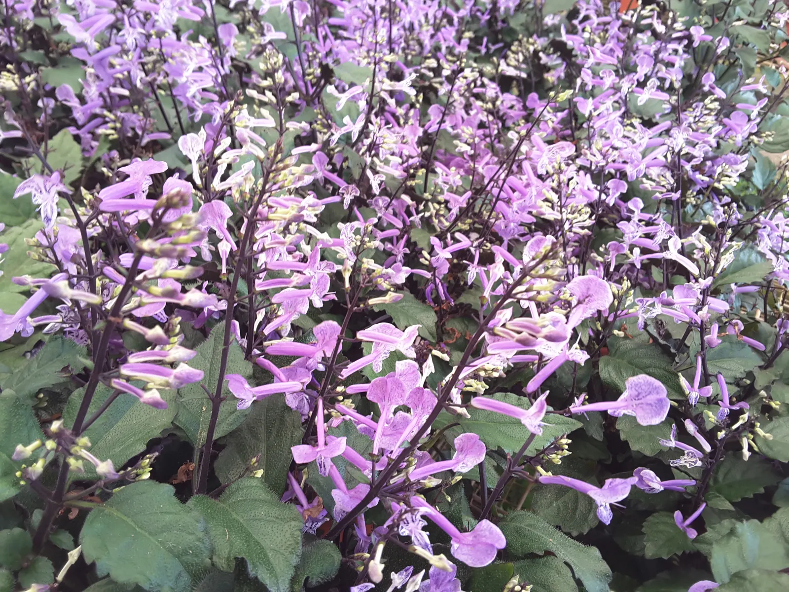 Spur Flower (Plectranthus ciliatus) — attracting pollinators such as bees and butterflies