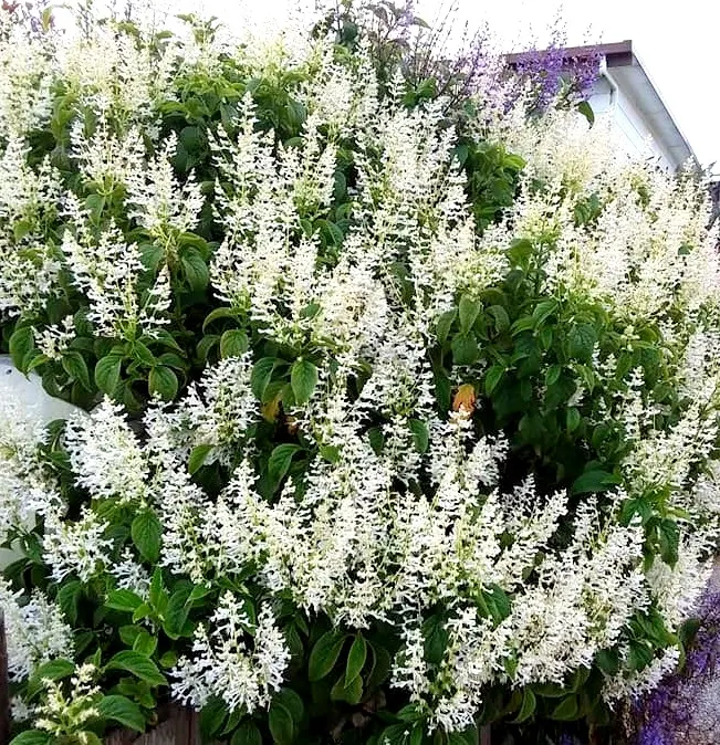 Spur Flower (Plectranthus ciliatus) — They exhibit a striking variegation; with deep green tops and purplish undersides, image 74