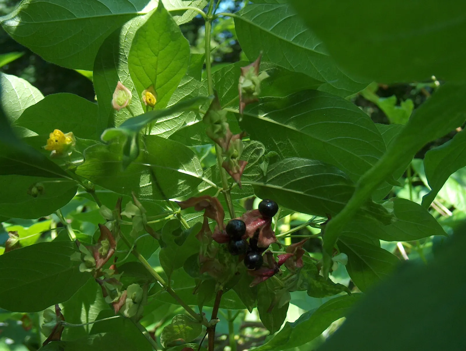 Twinberry (Lonicera Involucrata) — It thrives in moist conditions across USDA zones 4-9, preferring partial to full sun; the plant is a spectacle, image 74
