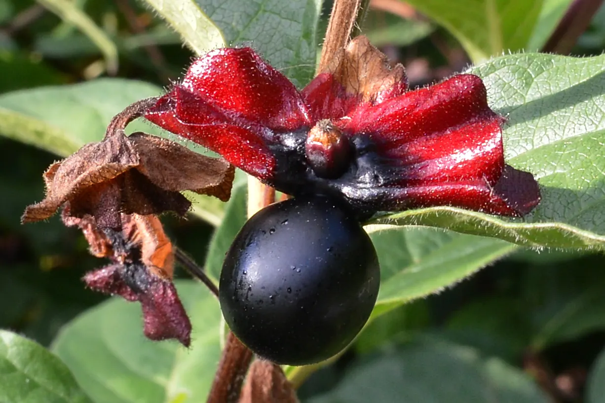 Twinberry (Lonicera Involucrata) — as its berries are considered inedible for humans; shrub / vine with multi-colored and red and yellow blooms, image 66