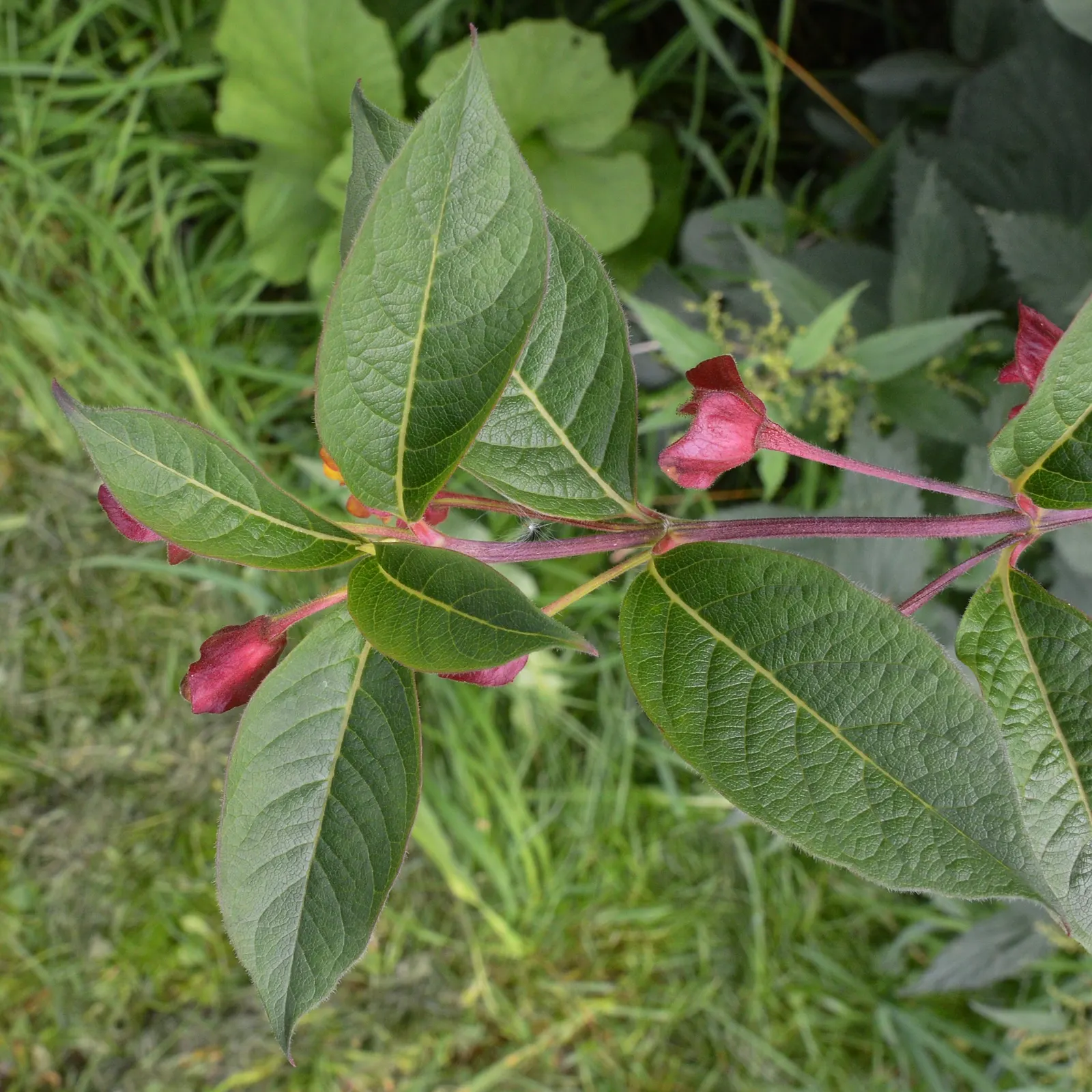 Twinberry (Lonicera Involucrata) — It thrives in moist conditions across USDA zones 4-9, preferring partial to full sun; the plant is a spectacle, image 97