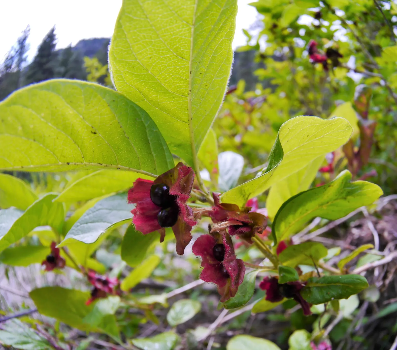 Twinberry (Lonicera Involucrata) — growing to a height and spread of approximately 3-10 feet