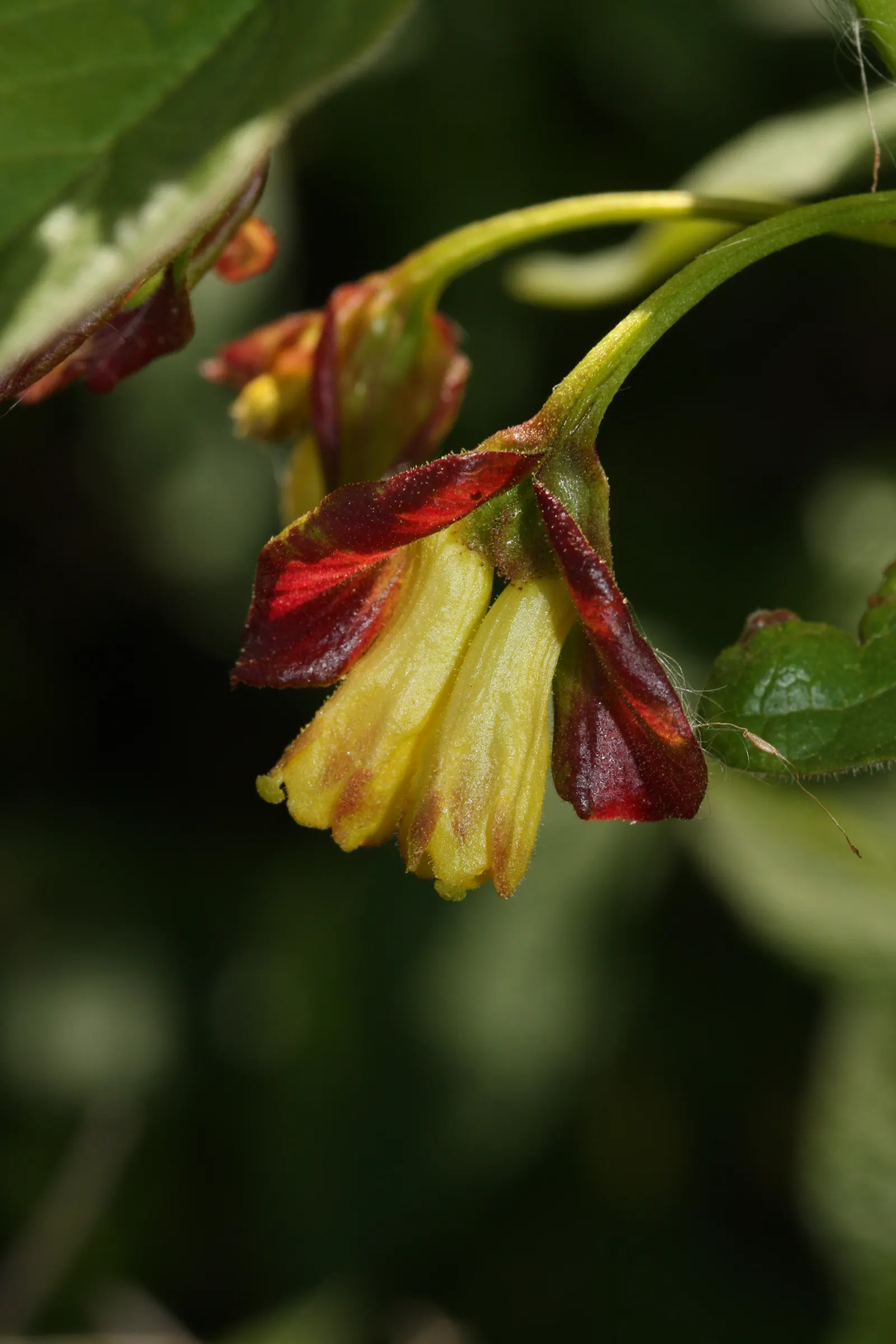Twinberry (Lonicera Involucrata) — Renowned for its pairs of deep yellow; shrub / vine for full or half, image 53