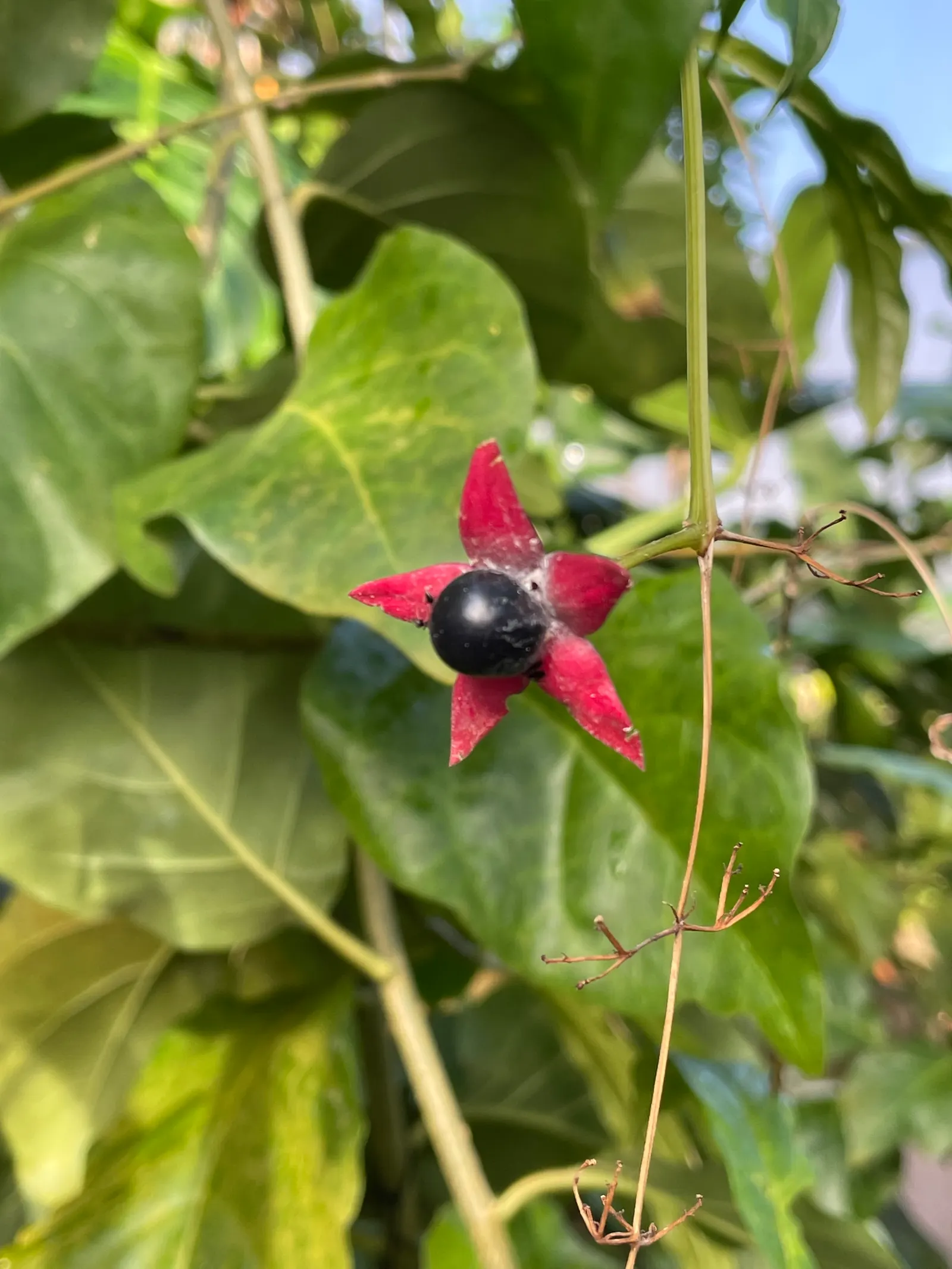 Twinberry (Lonicera Involucrata) — with each blossom nestled within a pair of distinctive purplish-black bracts; multi-colored and red and yellow, image 56