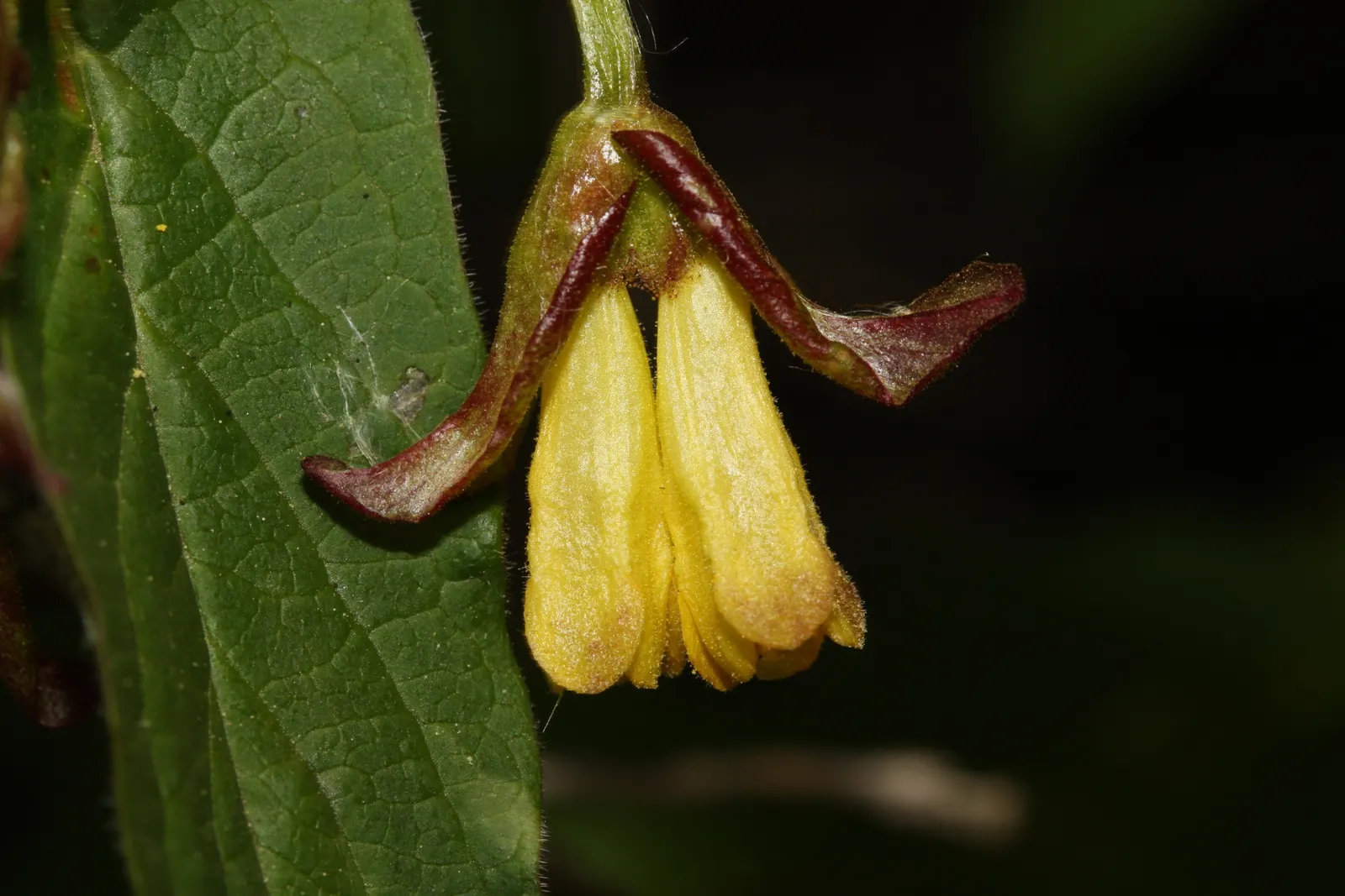 Twinberry (Lonicera Involucrata) — Twinberry (Lonicera involucrata) is a robust