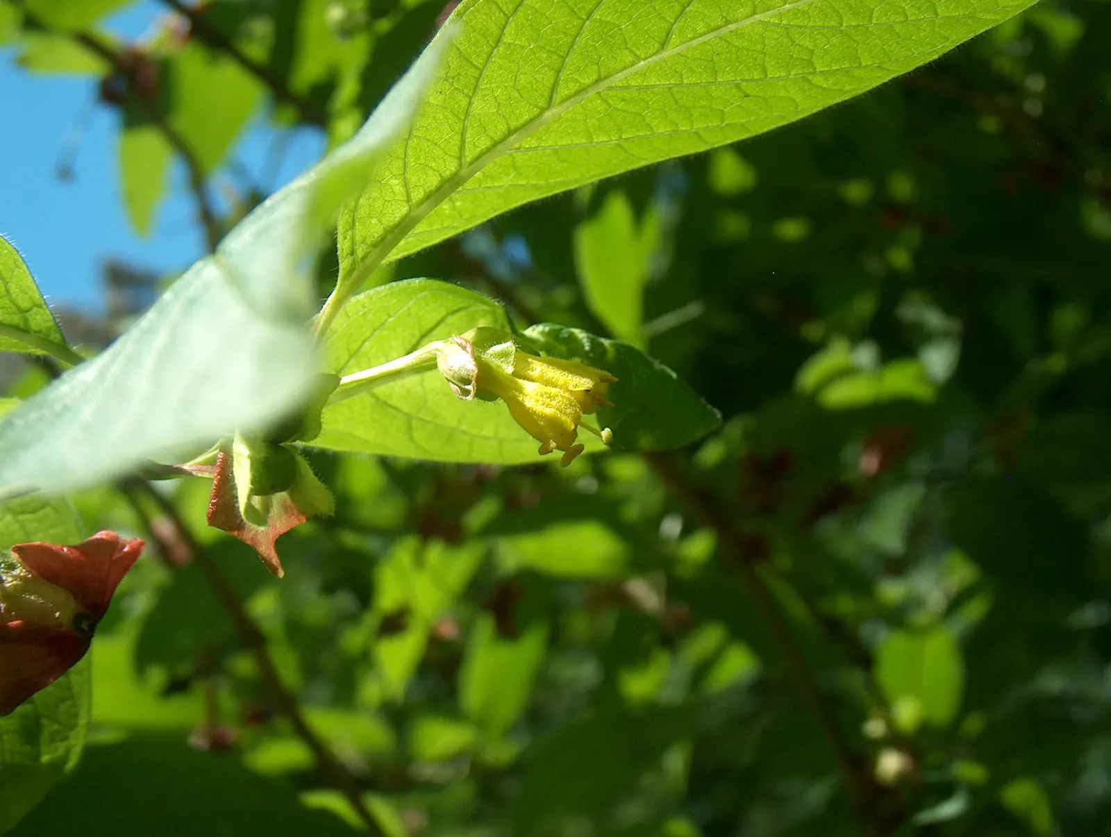 Twinberry (Lonicera Involucrata) — these flowers give way to glossy